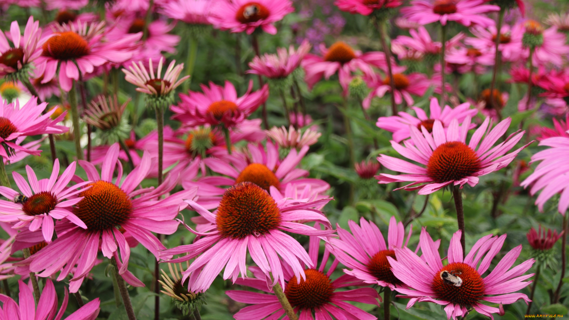 цветы, эхинацея, розовый