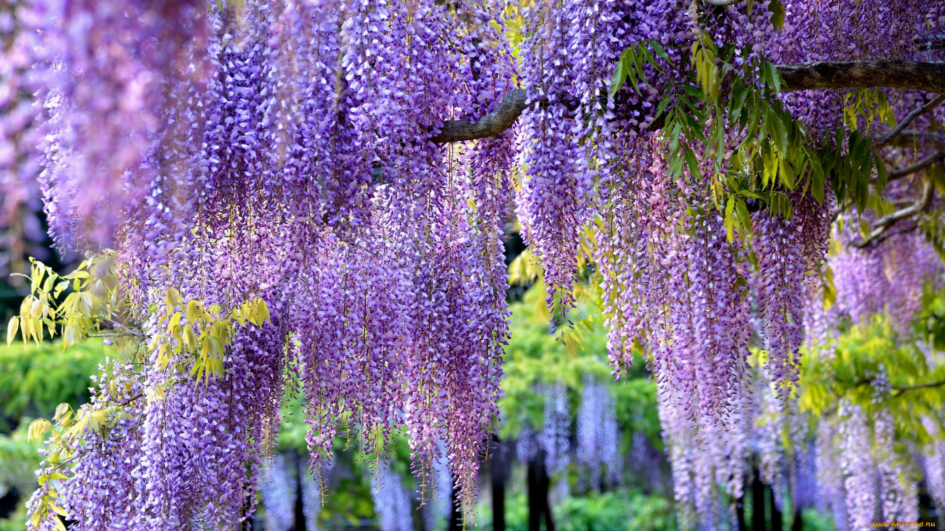 цветы, глициния