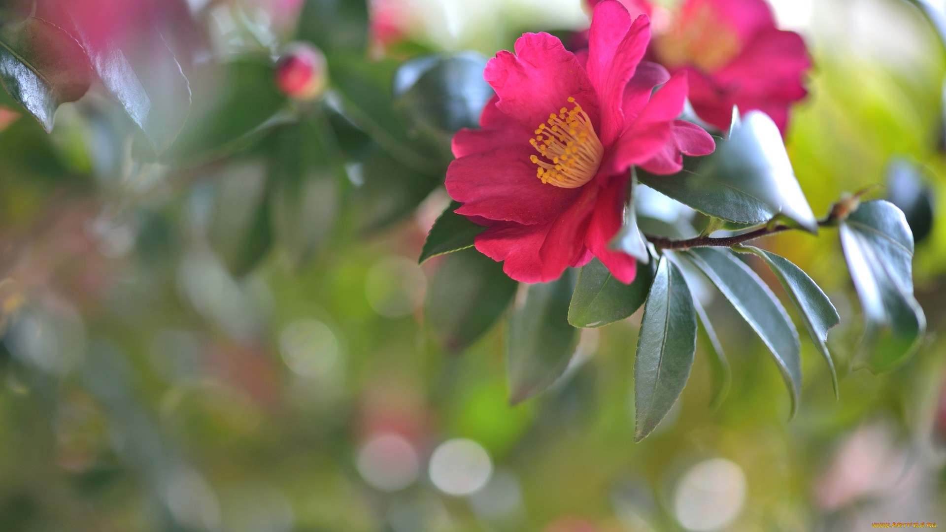 цветы, камелии, ветка