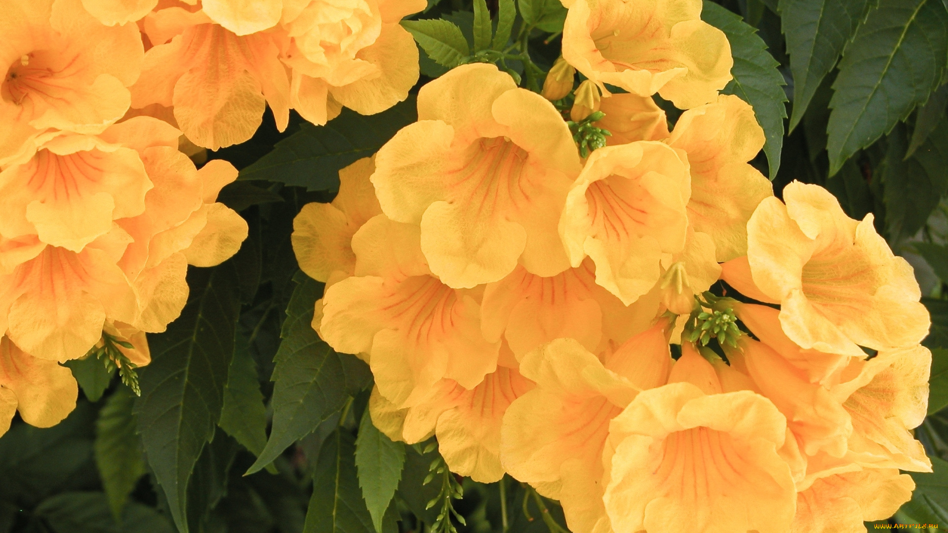 цветы, кампсис, , текома, желтый