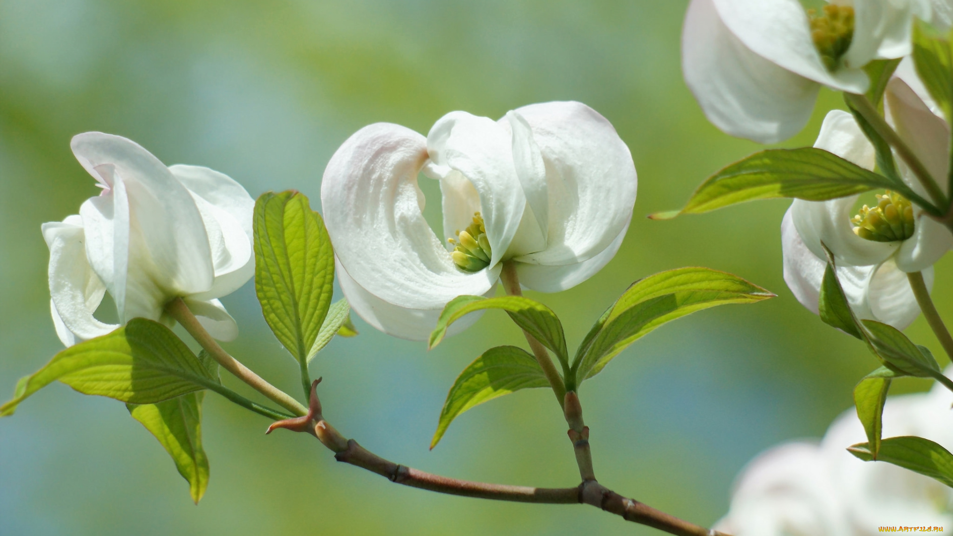 цветы, кизил, ветка