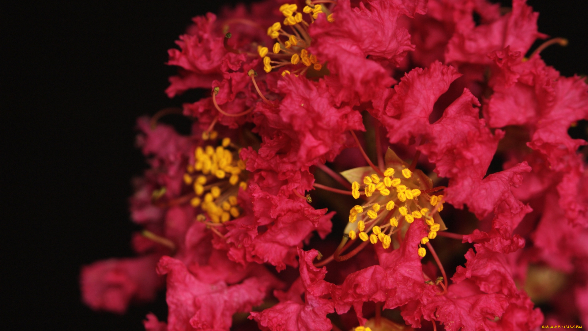 цветы, лагерстрёмия, , индийская, сирень, макро