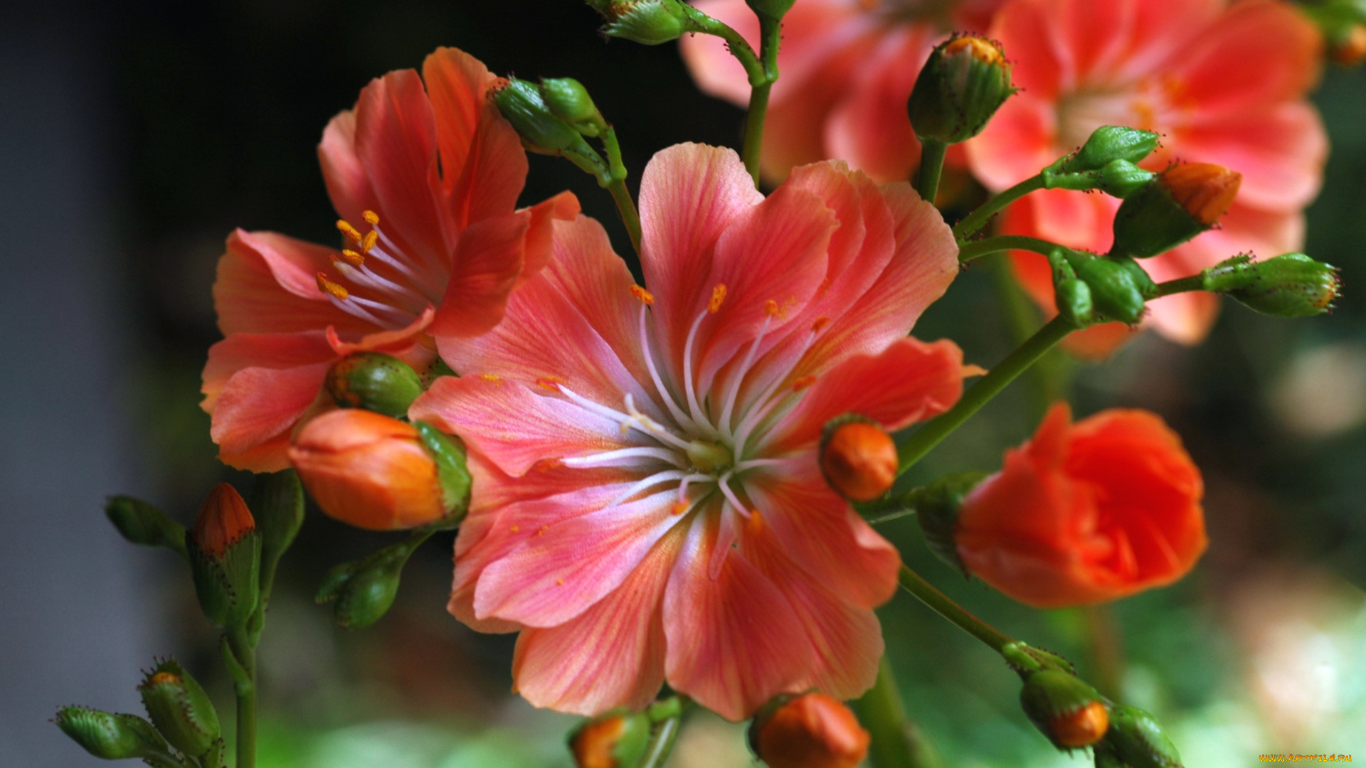 цветы, левизия, макро