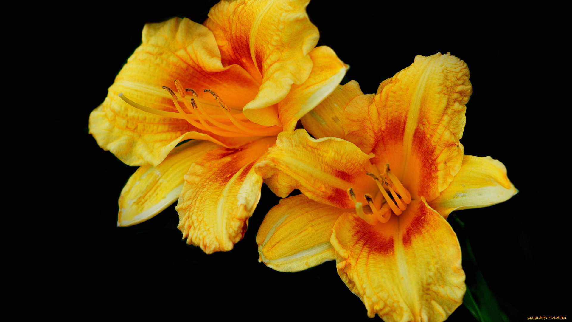 цветы, лилии, , лилейники, желтый