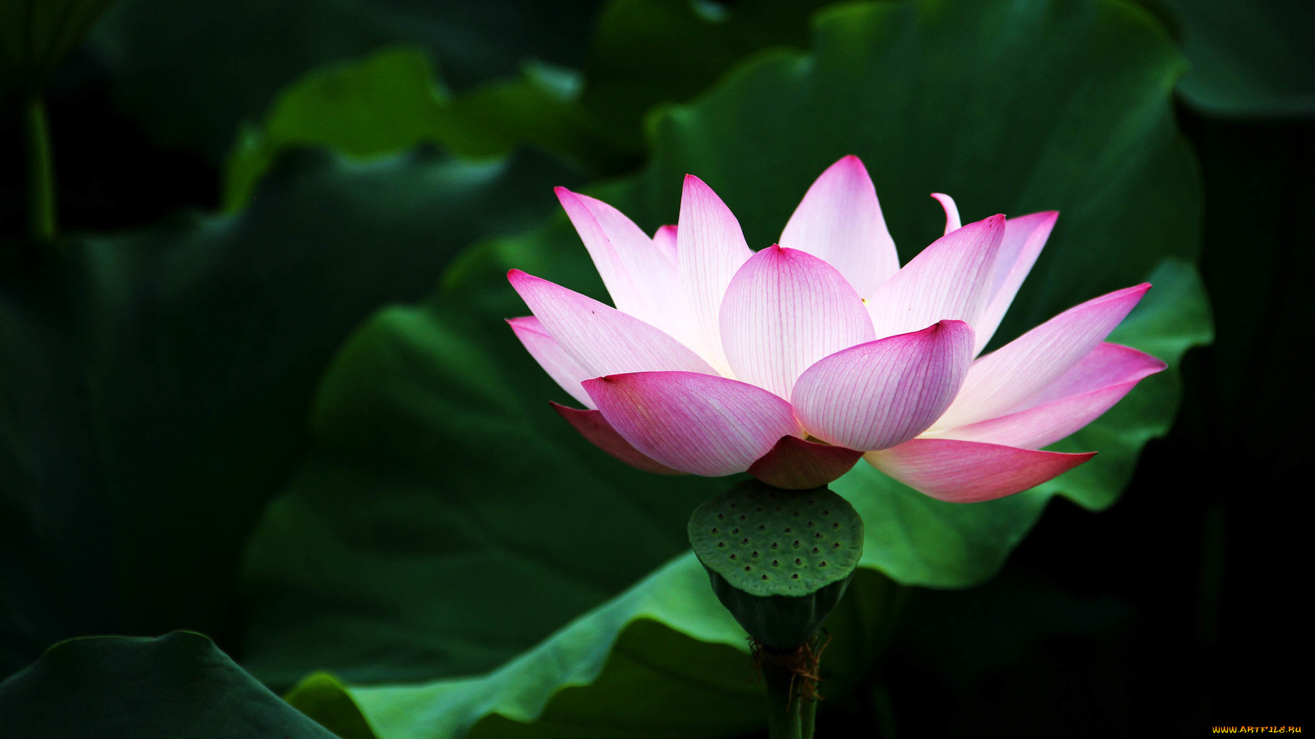 цветы, лотосы, лепестки