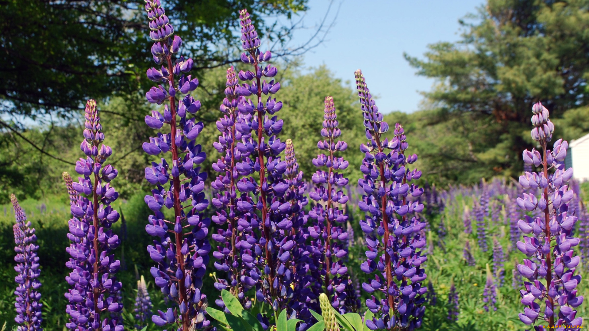 цветы, люпин, фиолет