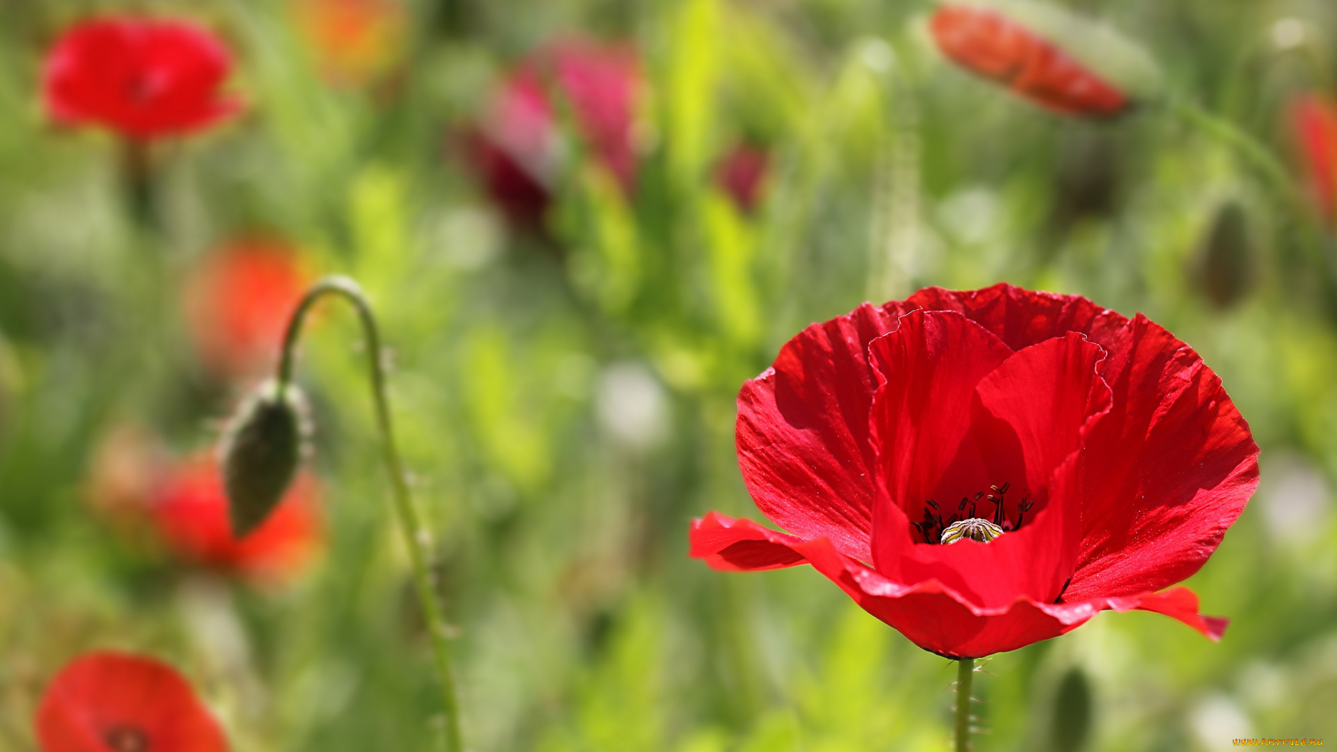 цветы, маки, красный
