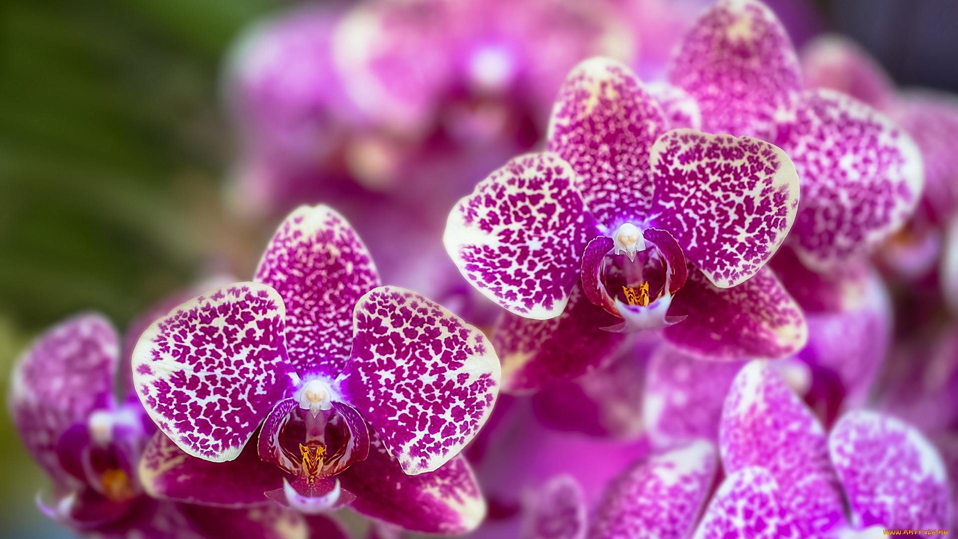 цветы, орхидеи, цветение, сиреневая, орхидея, bloom, violet, orchid, flowers