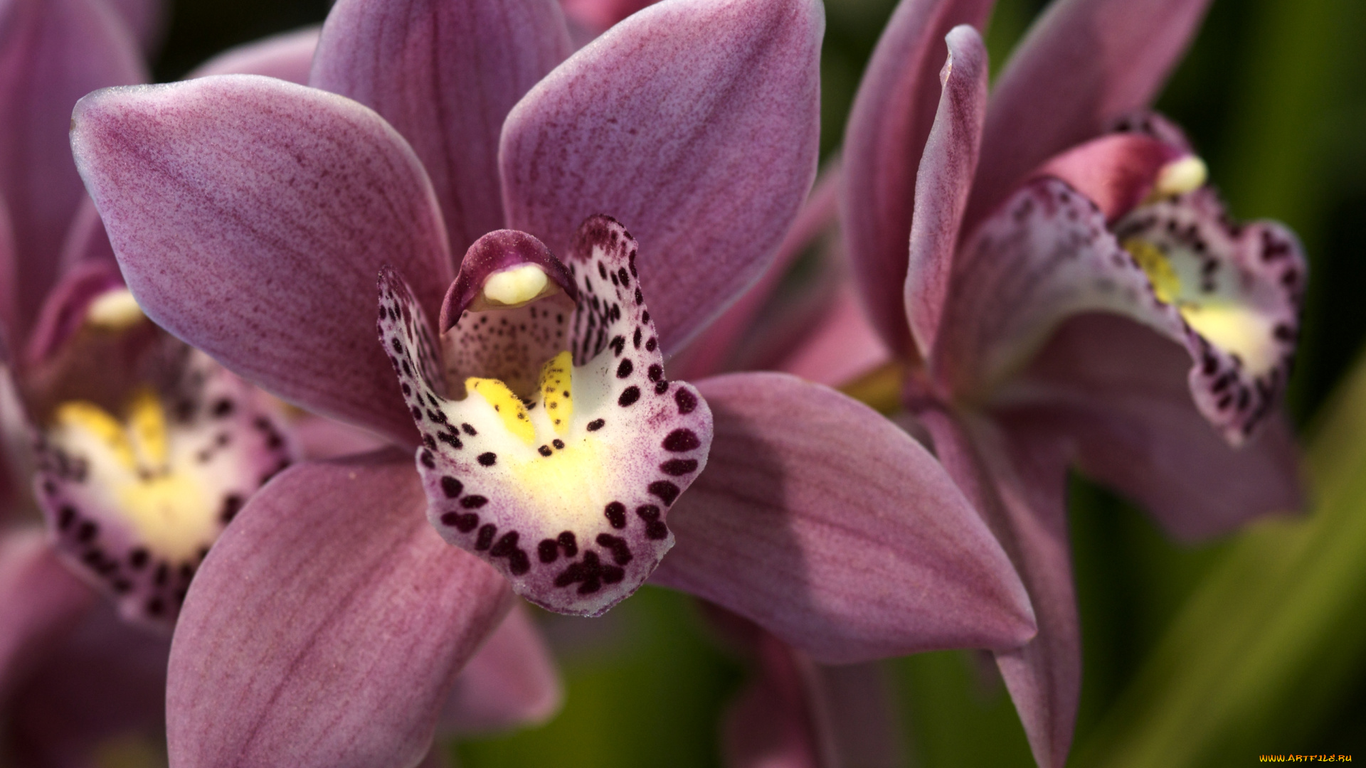 цветы, орхидеи, макро