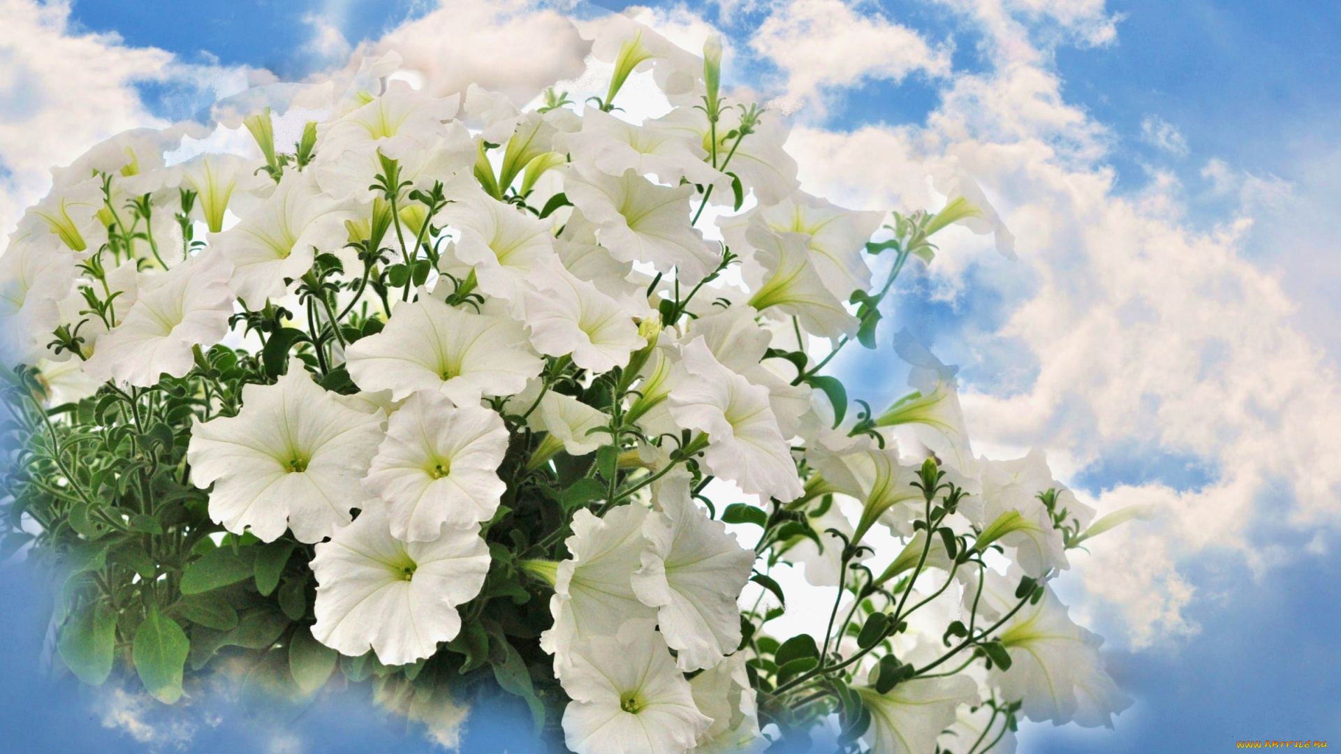 цветы, петунии, , калибрахоа, белый, небо