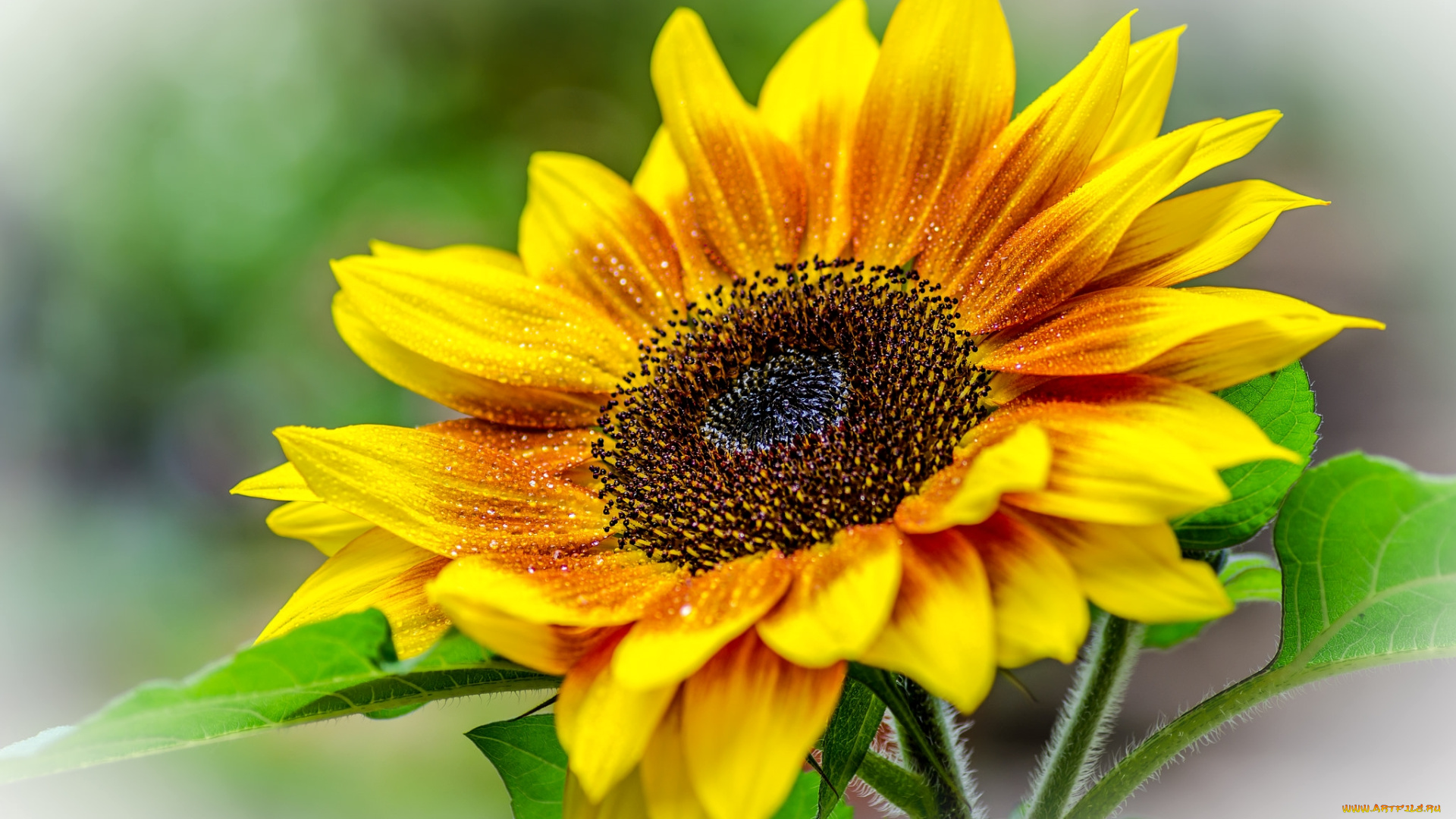 цветы, подсолнухи, макро