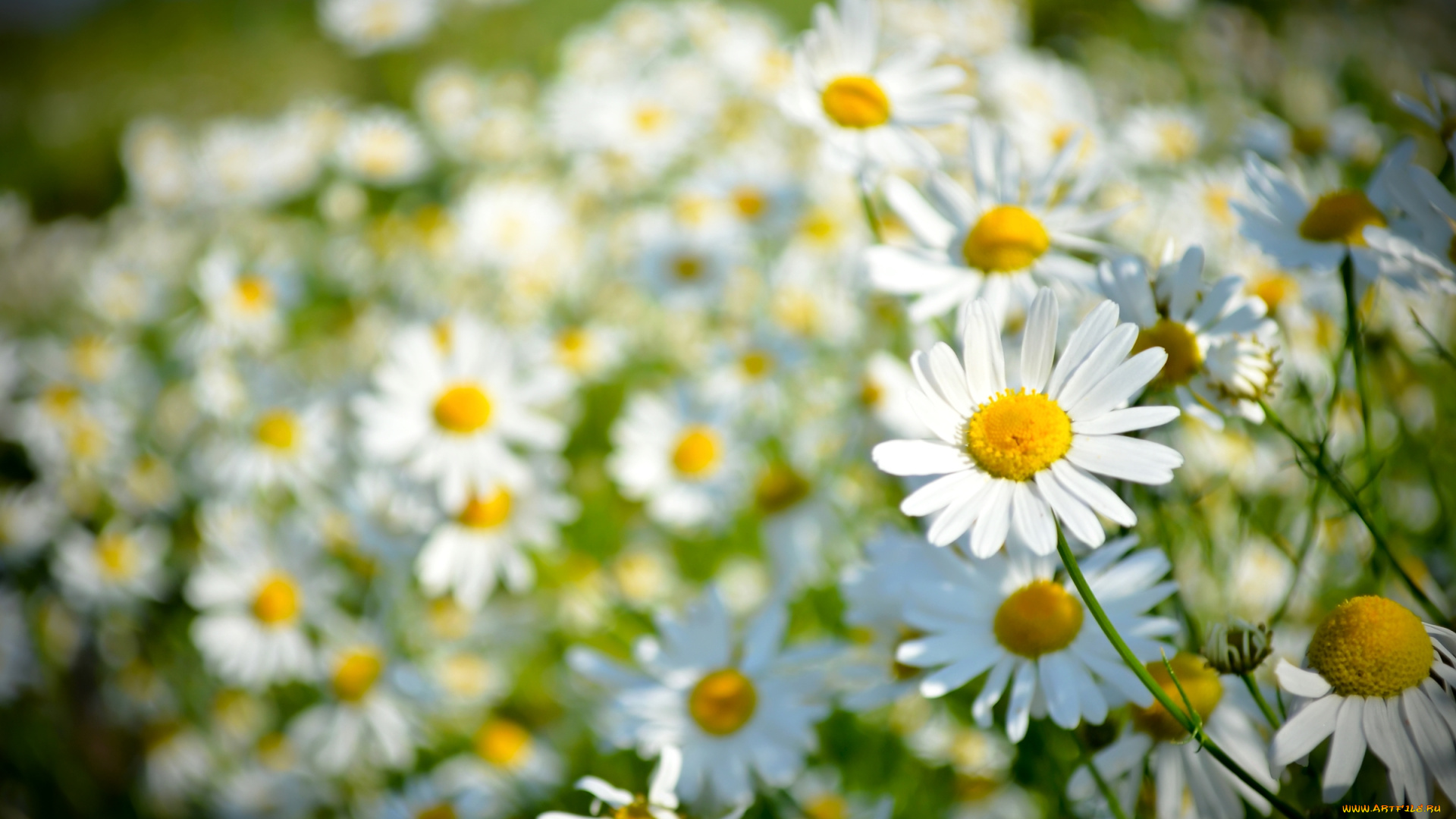 цветы, ромашки, лето
