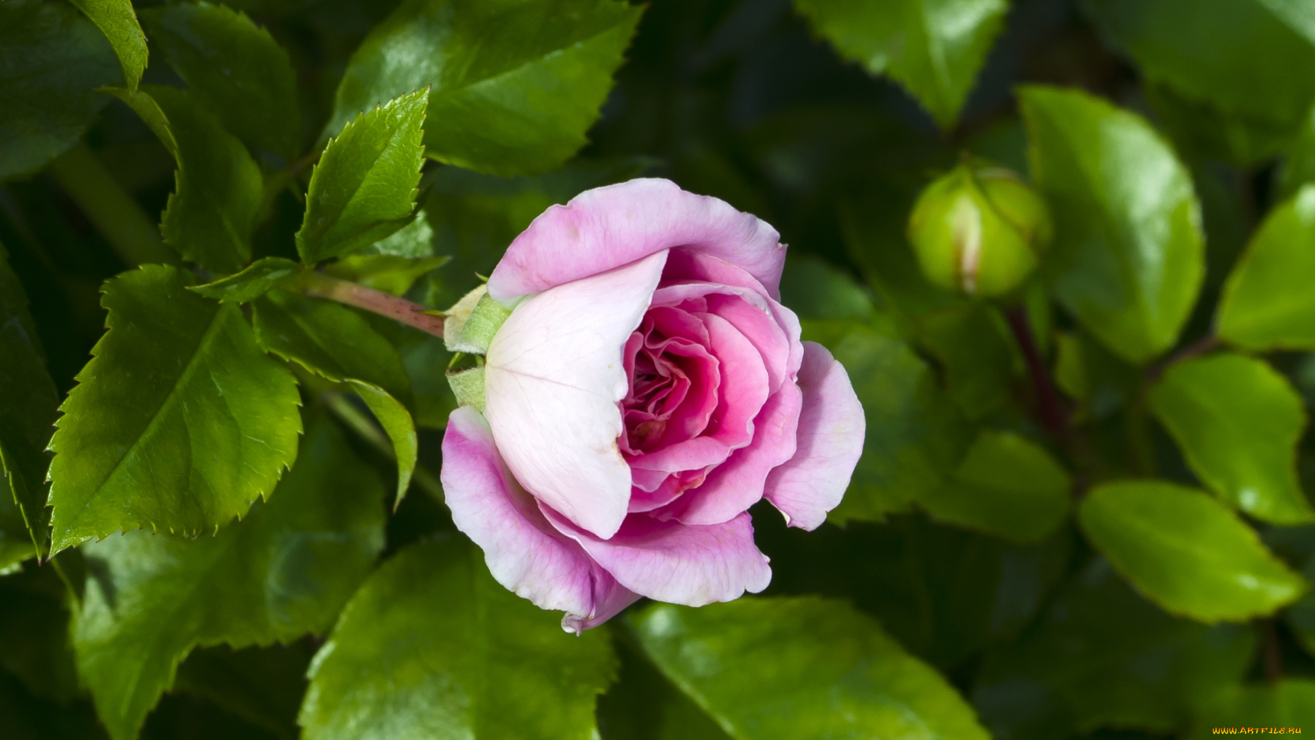 цветы, розы, бутон