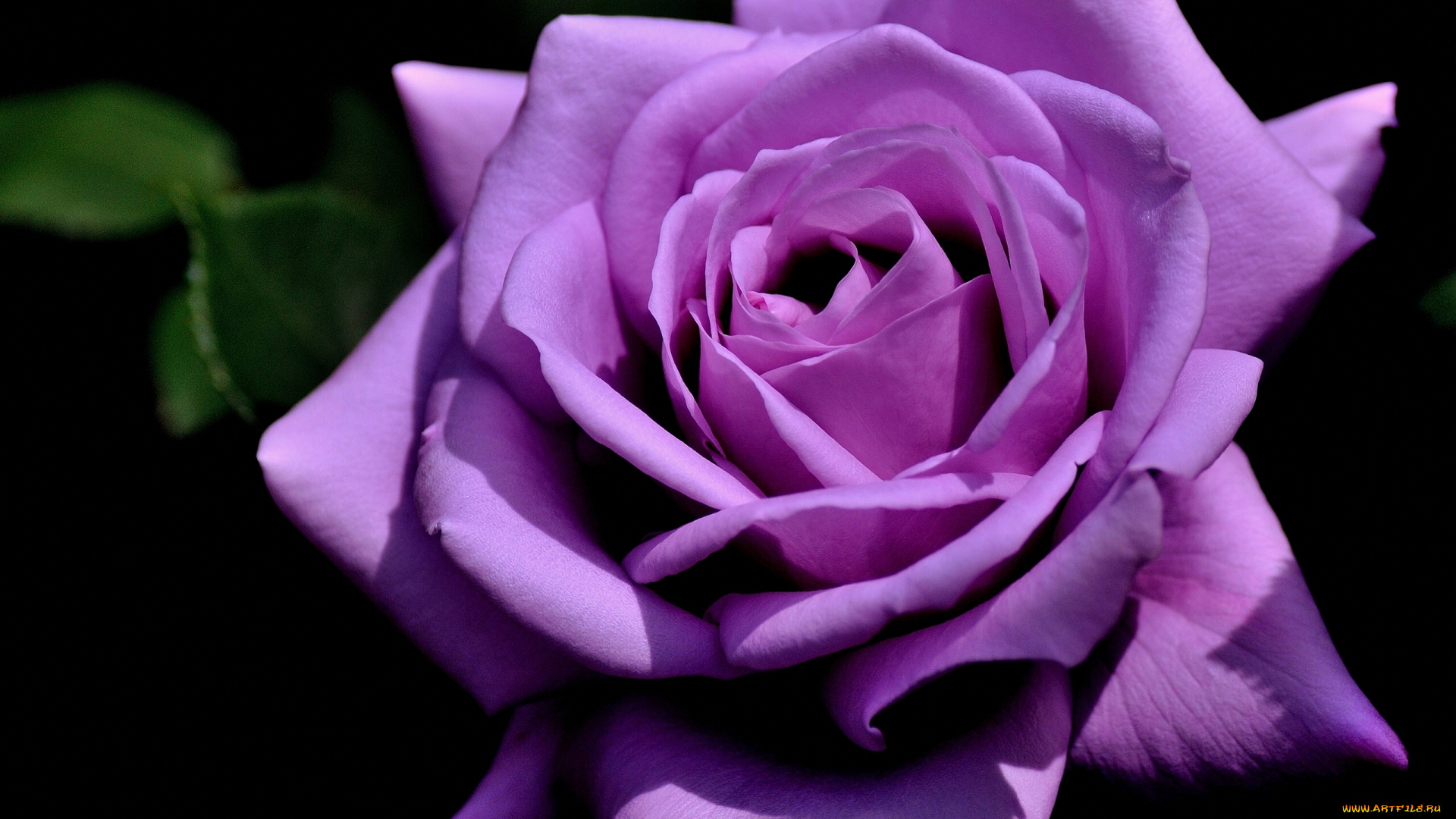 цветы, розы, бутон, роза, макро, лепестки