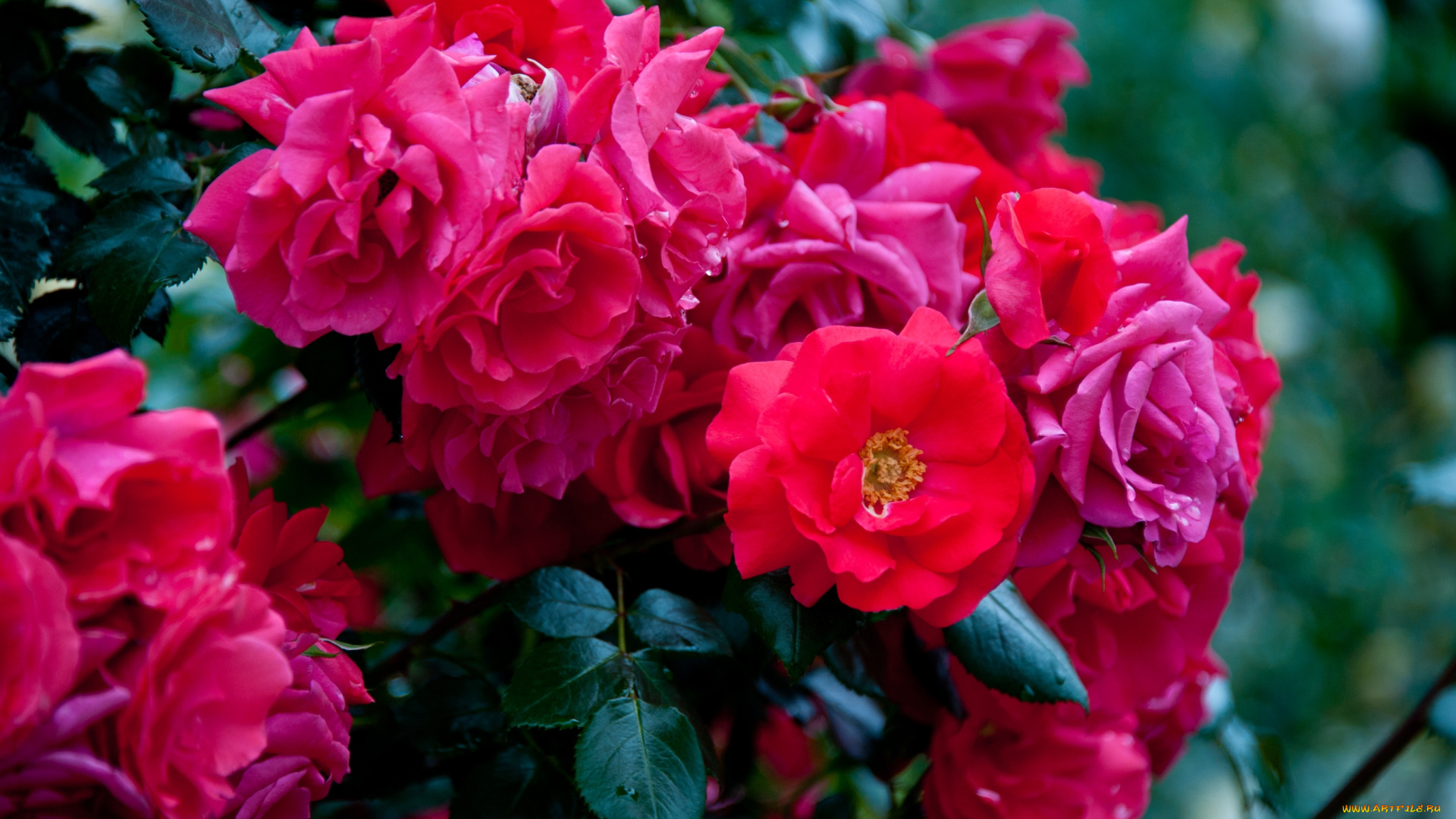 цветы, розы, куст