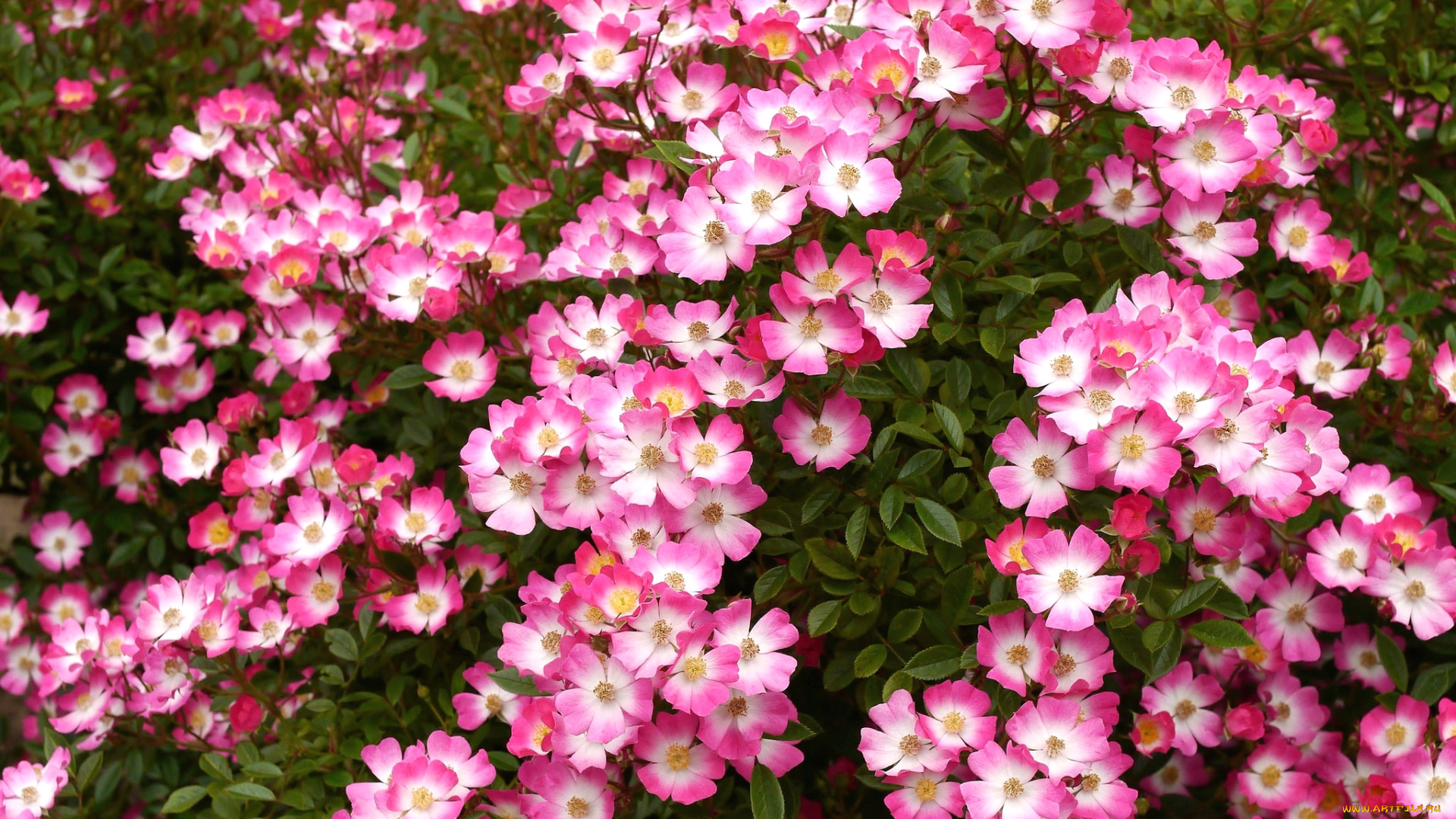 цветы, шиповник, куст