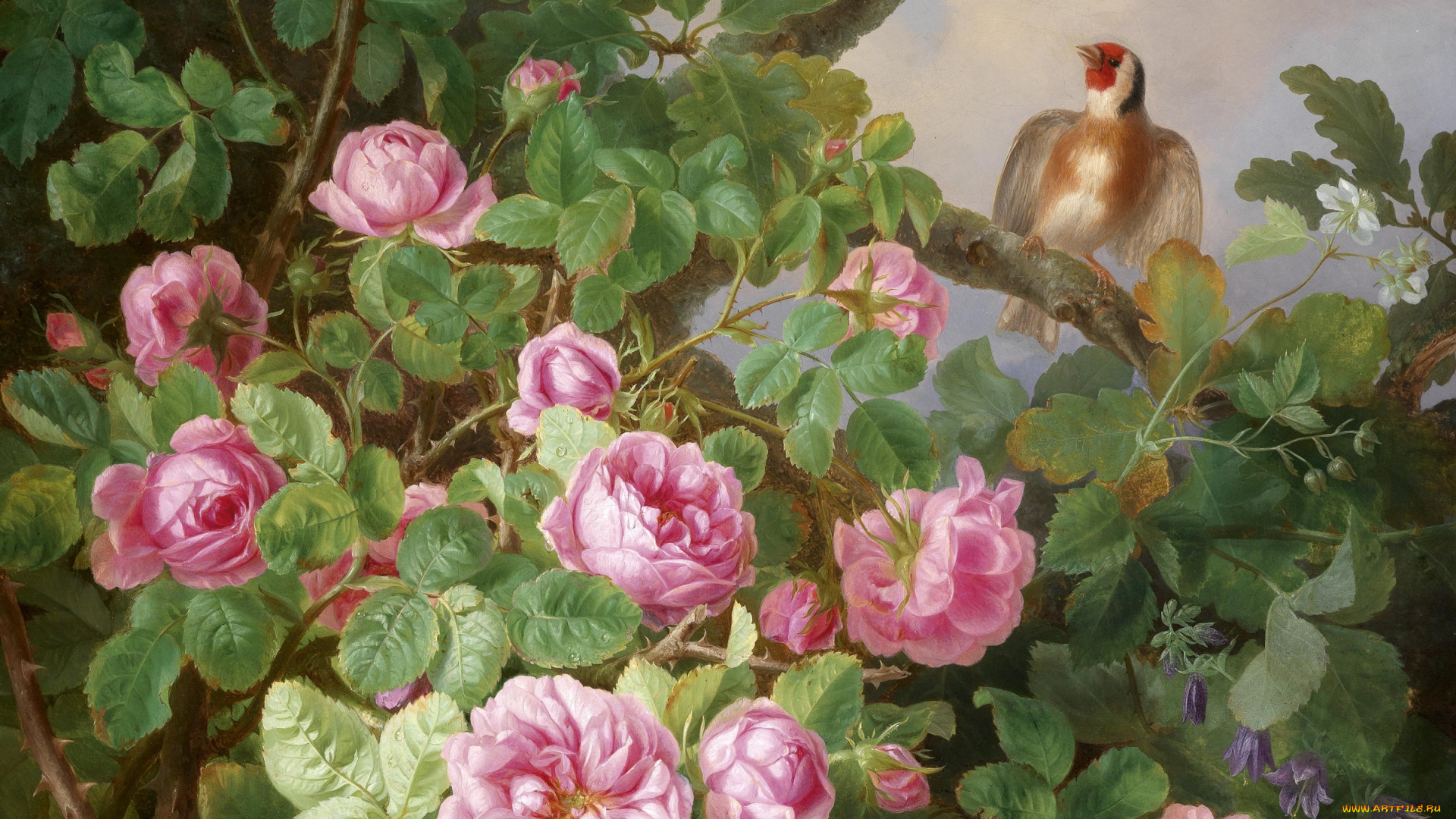 рисованные, цветы, щегол, розы