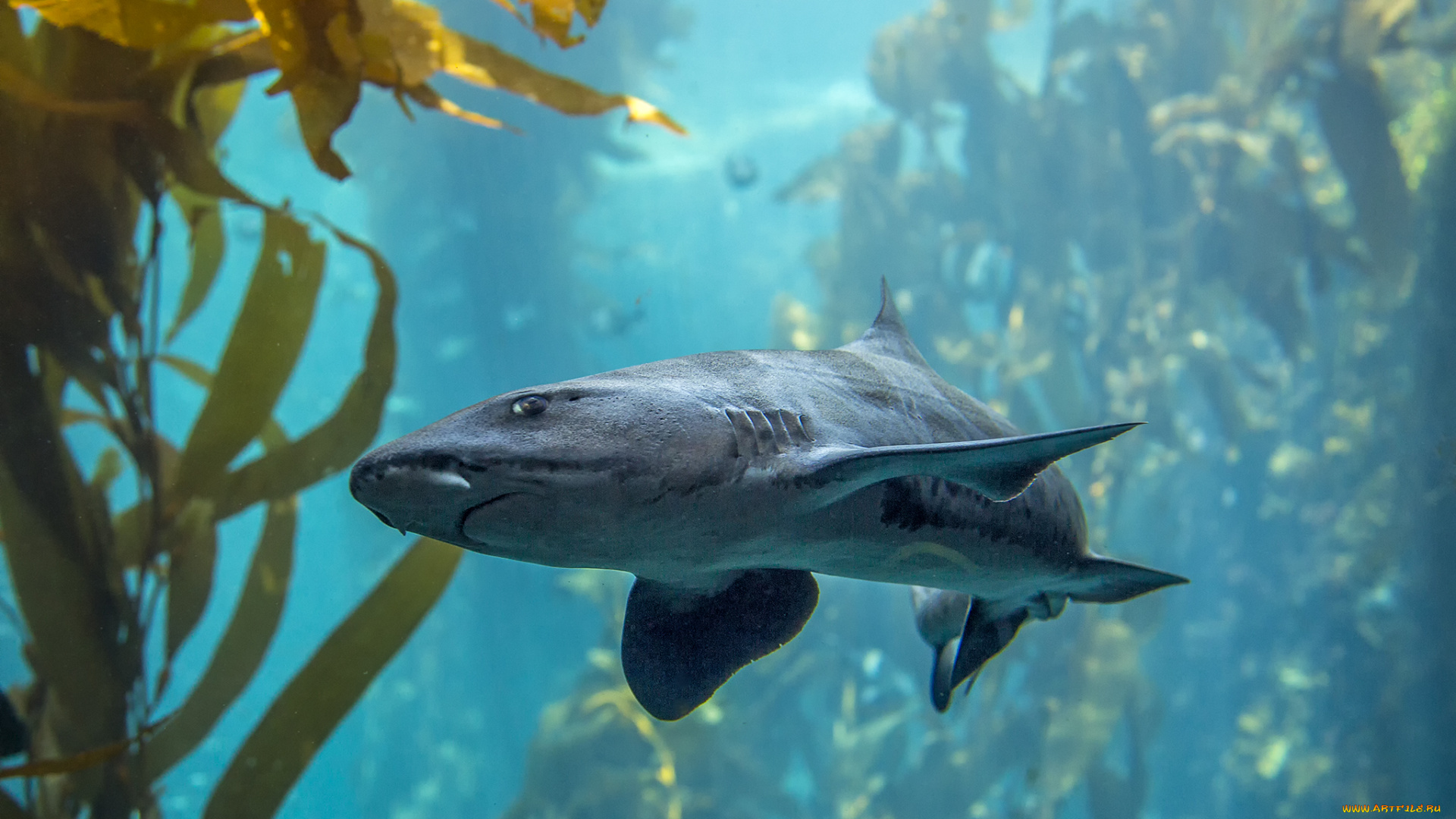 животные, акулы, акула, рифы, океан