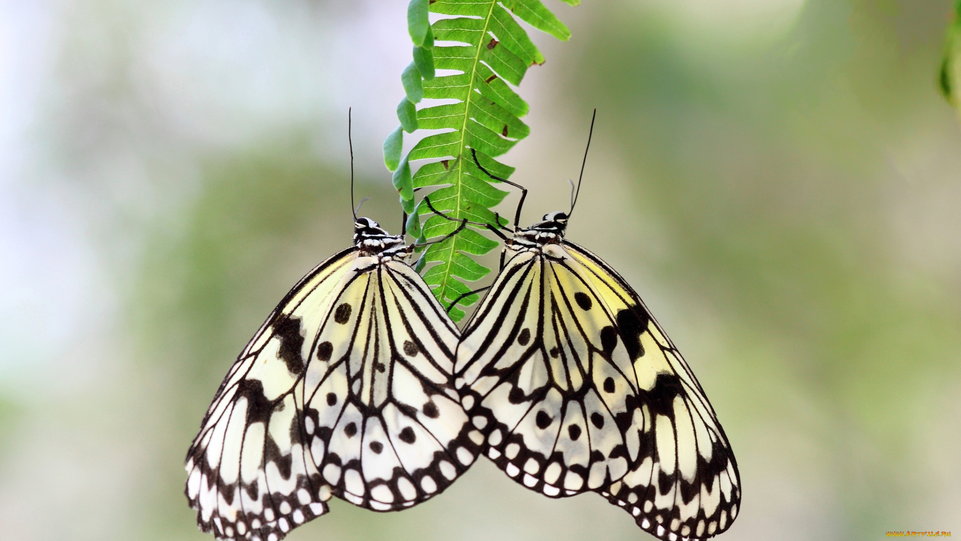 животные, бабочки, крылья