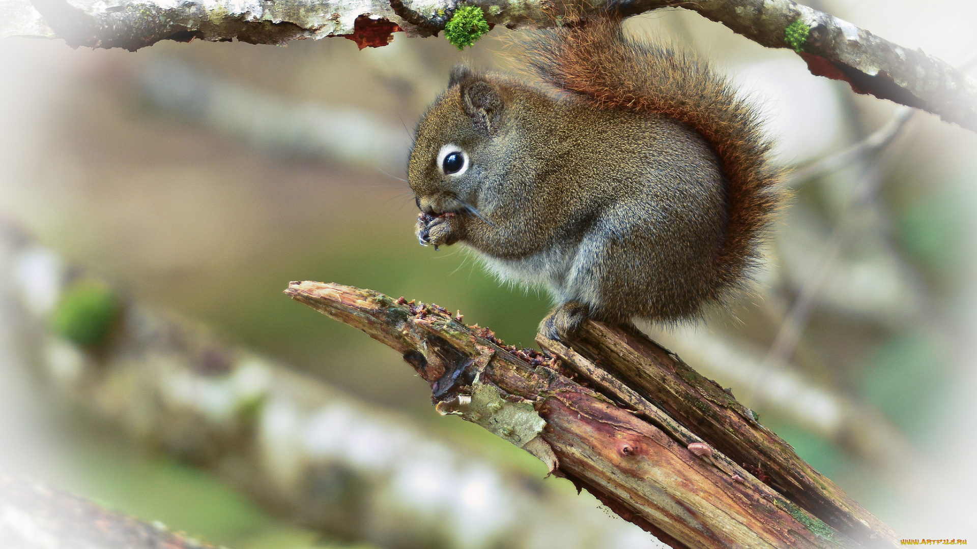 животные, белки, ветка, белка