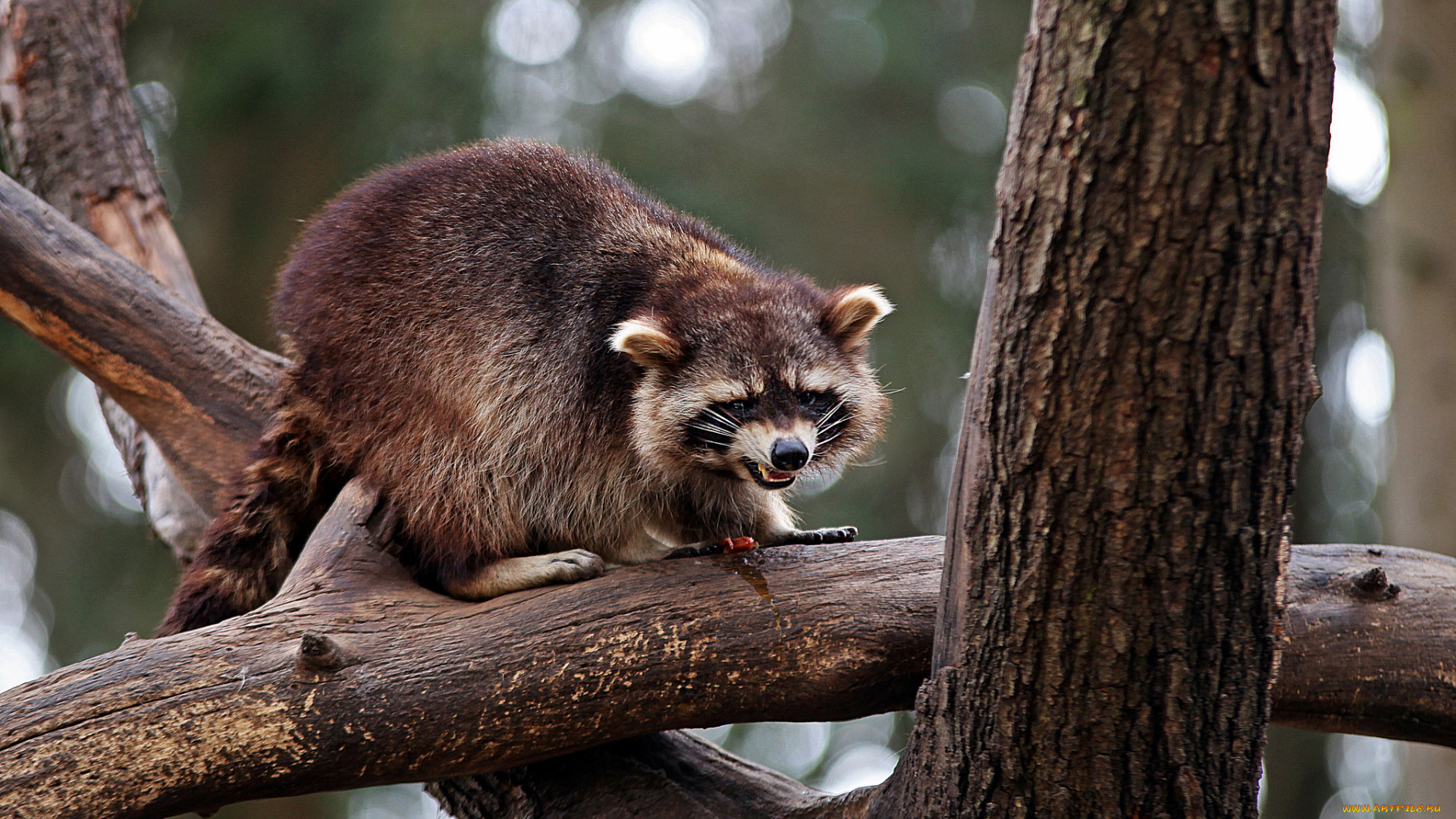 животные, еноты, енот