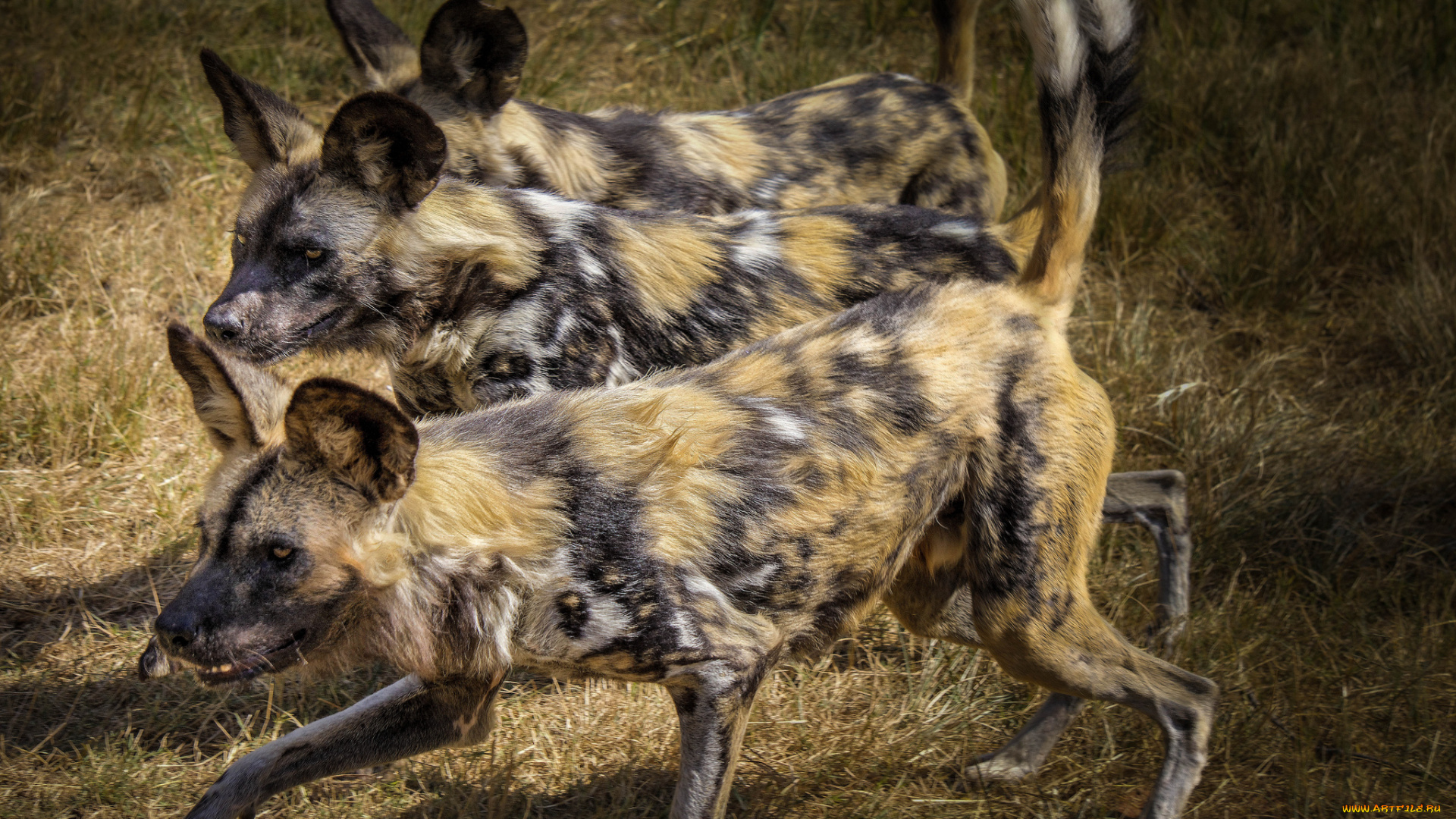 животные, гиены, , гиеновые, собаки, гиеновые, собаки