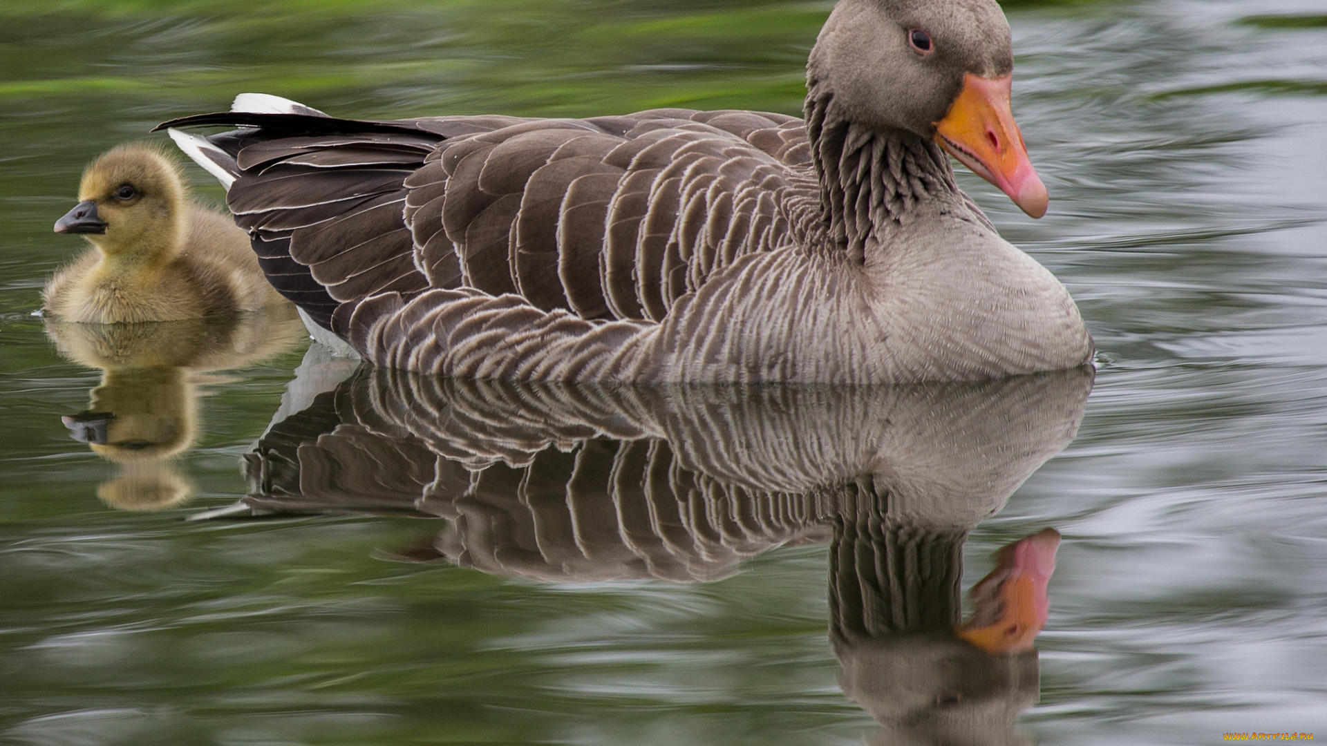 животные, гуси, птенец, гусь, канадский