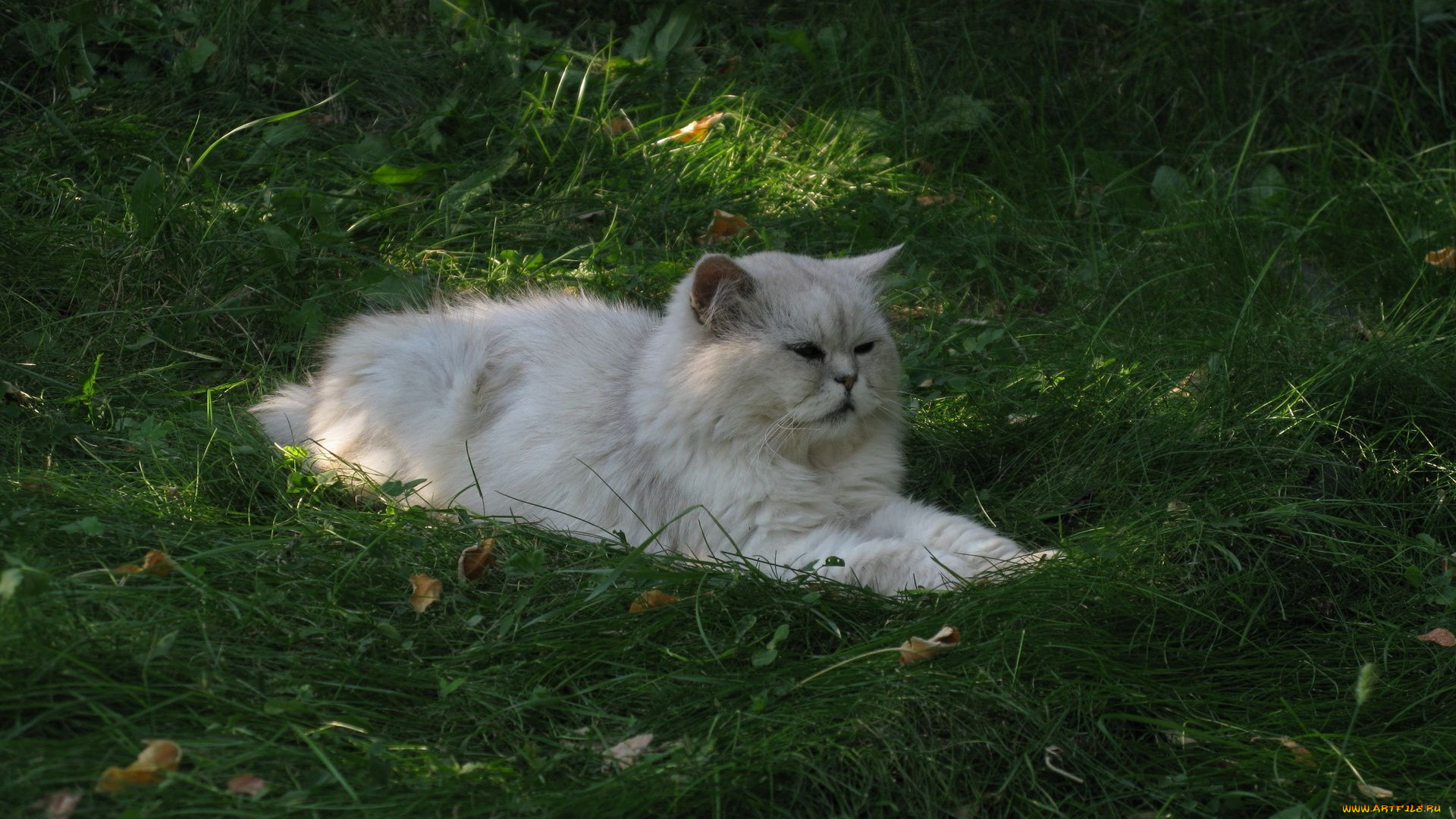 животные, коты, кот