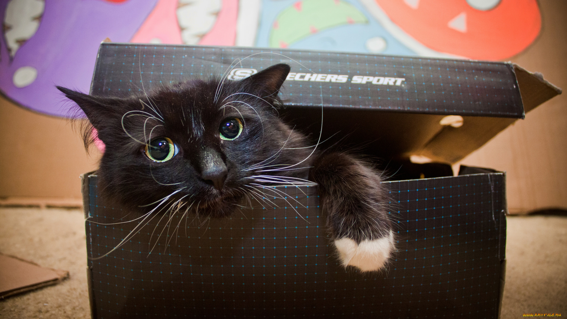 животные, коты, котяра, коробка
