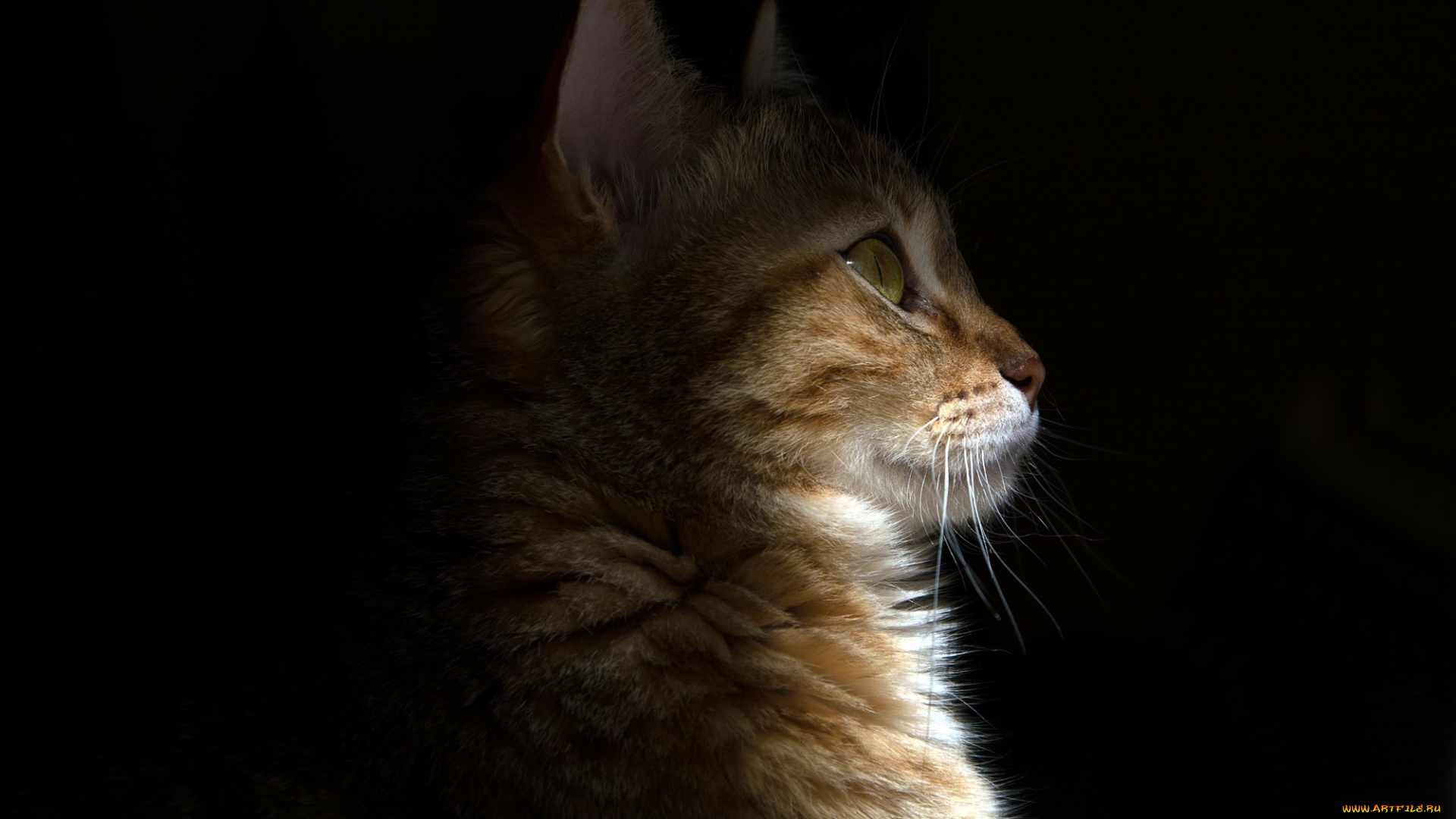 животные, коты, мордочка, кошка, усы, свет, тень, профиль