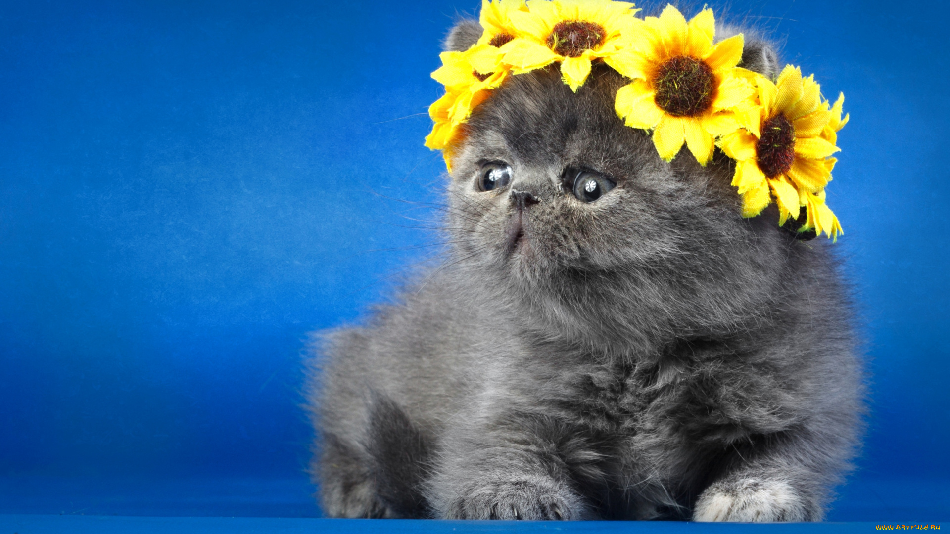 животные, коты, венок