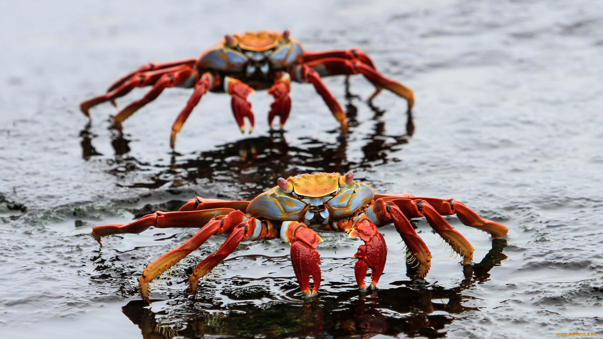 животные, крабы, , раки