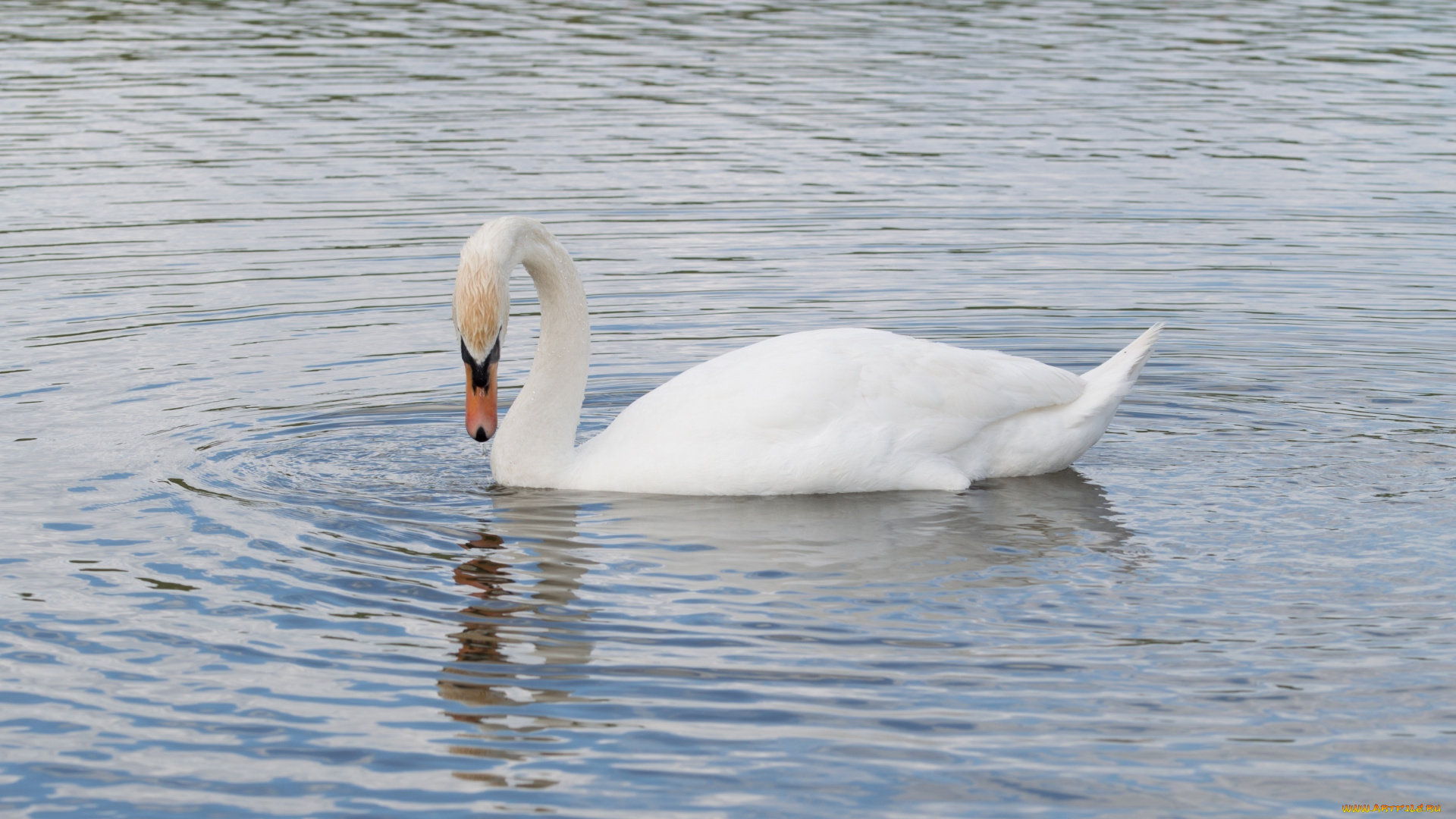 животные, лебеди, рябь, белый