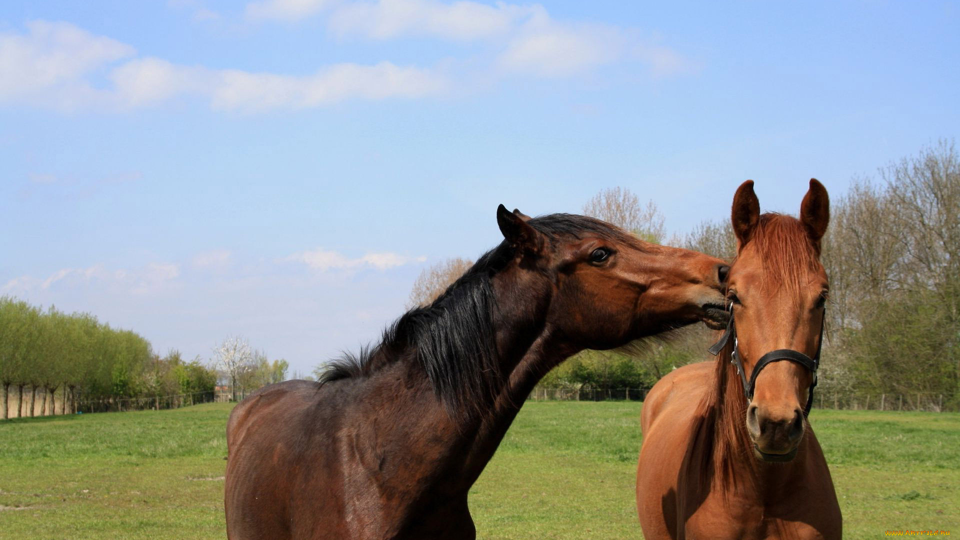 животные, лошади