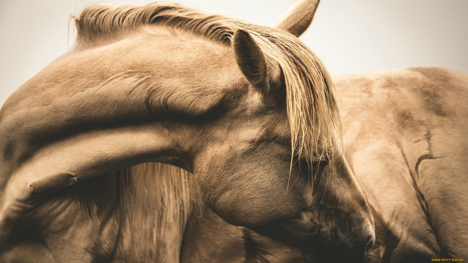 животные, лошади, конь, челка, морда