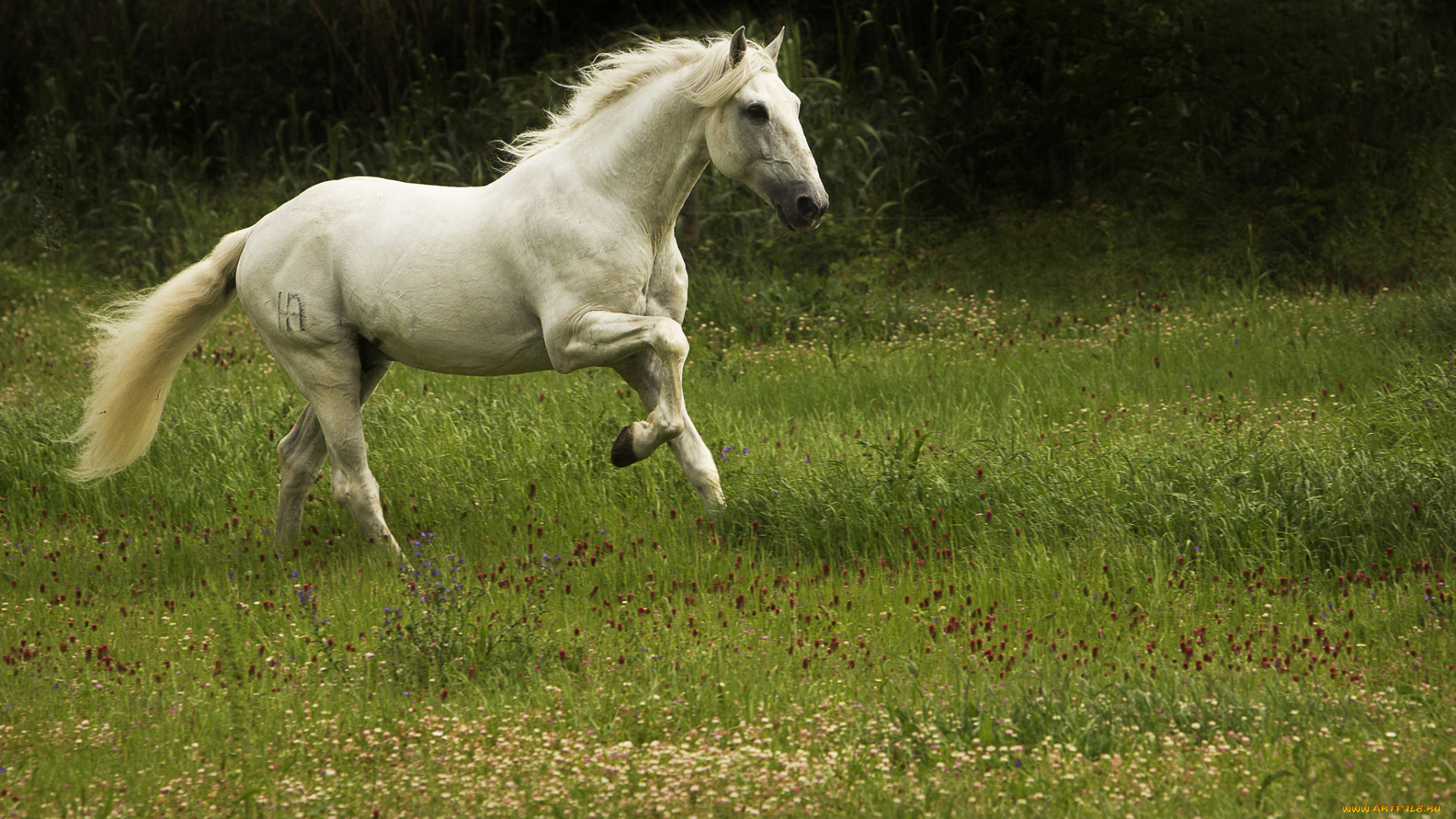 животные, лошади, поляна, бег, лошадь