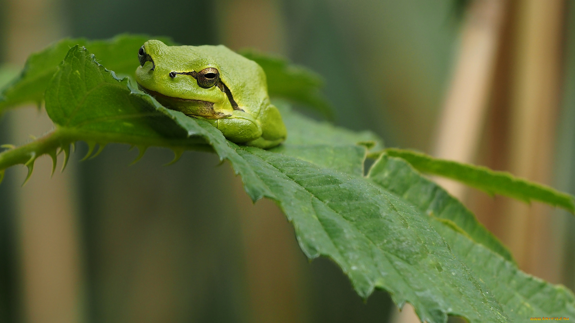 животные, лягушки, лягушка, древесная