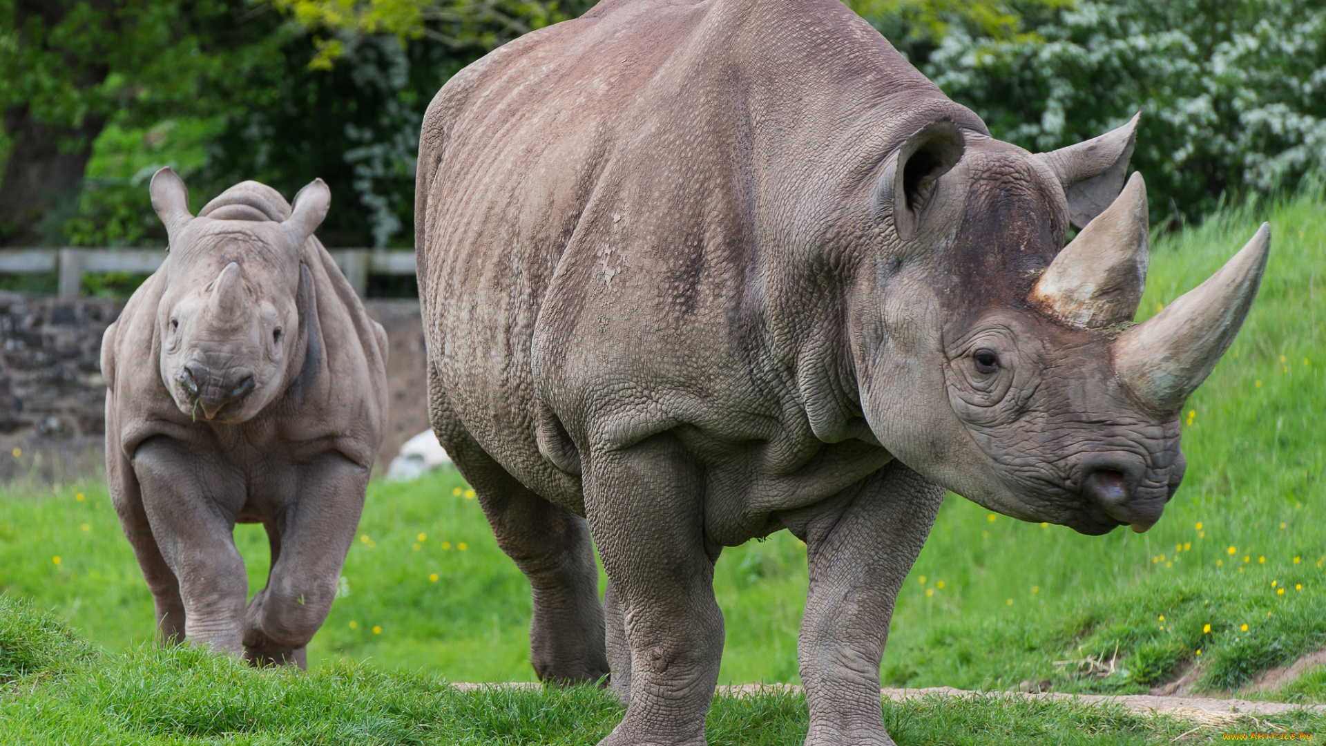 животные, носороги, детеныш, двурогий, носорог