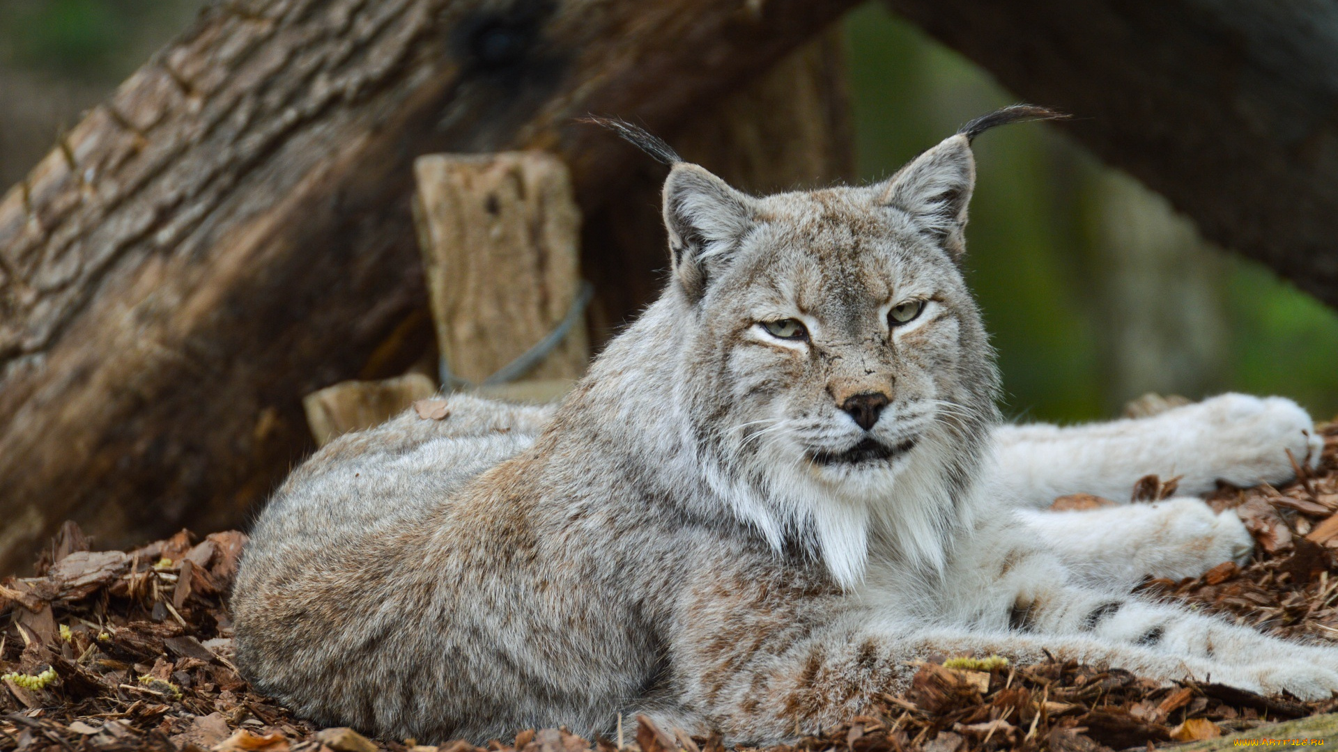 животные, рыси, зоопарк, отдых, кошка, лежит, кисточки