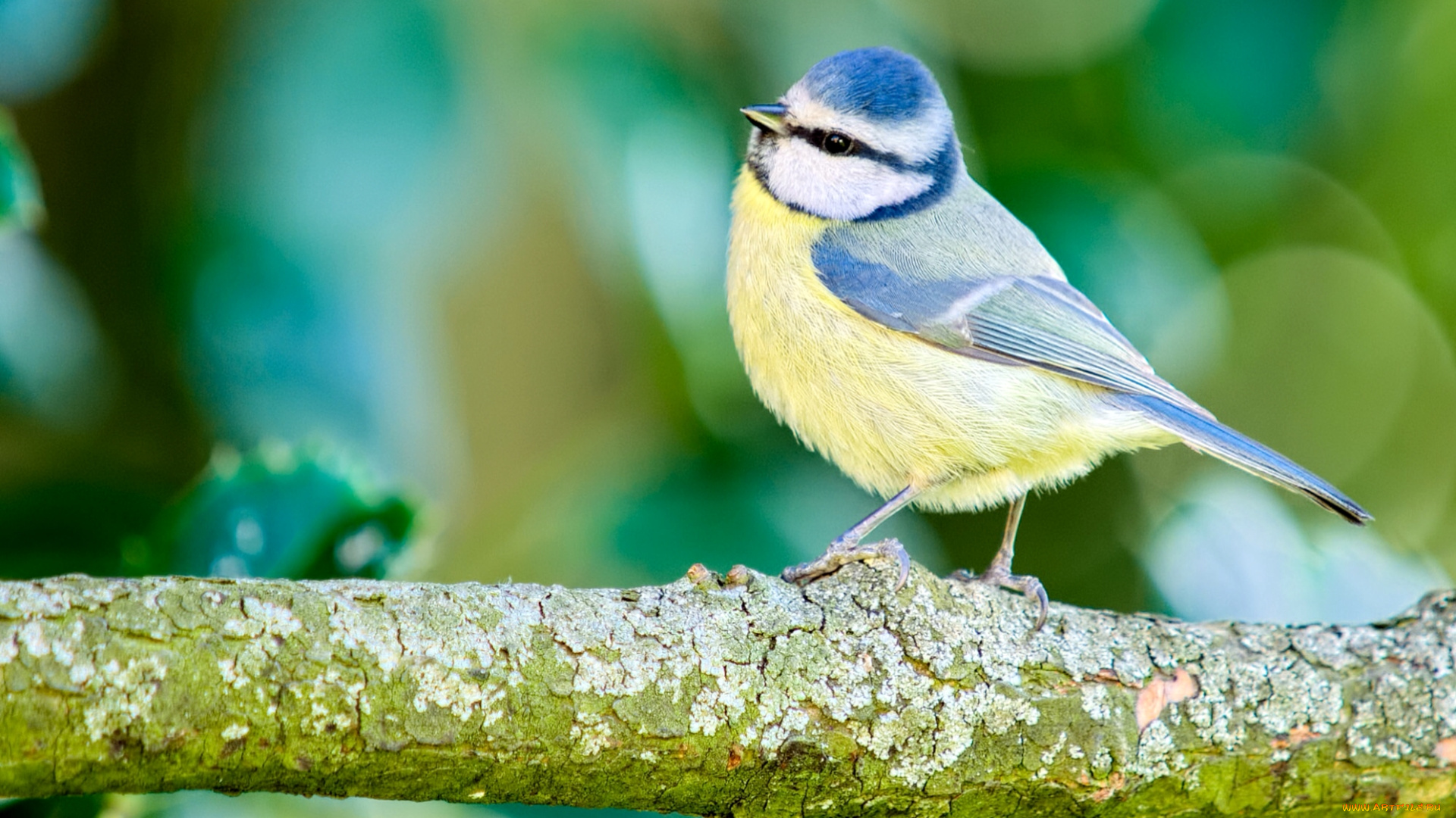 животные, синицы, , лазоревки, птичка