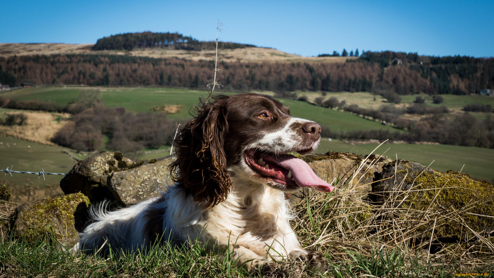 животные, собаки, пес, язык
