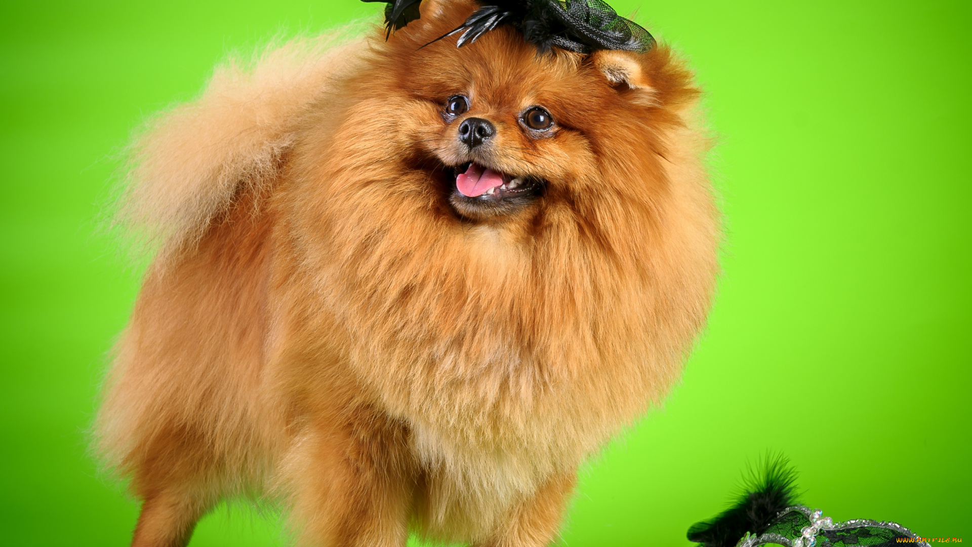 животные, собаки, шпиц