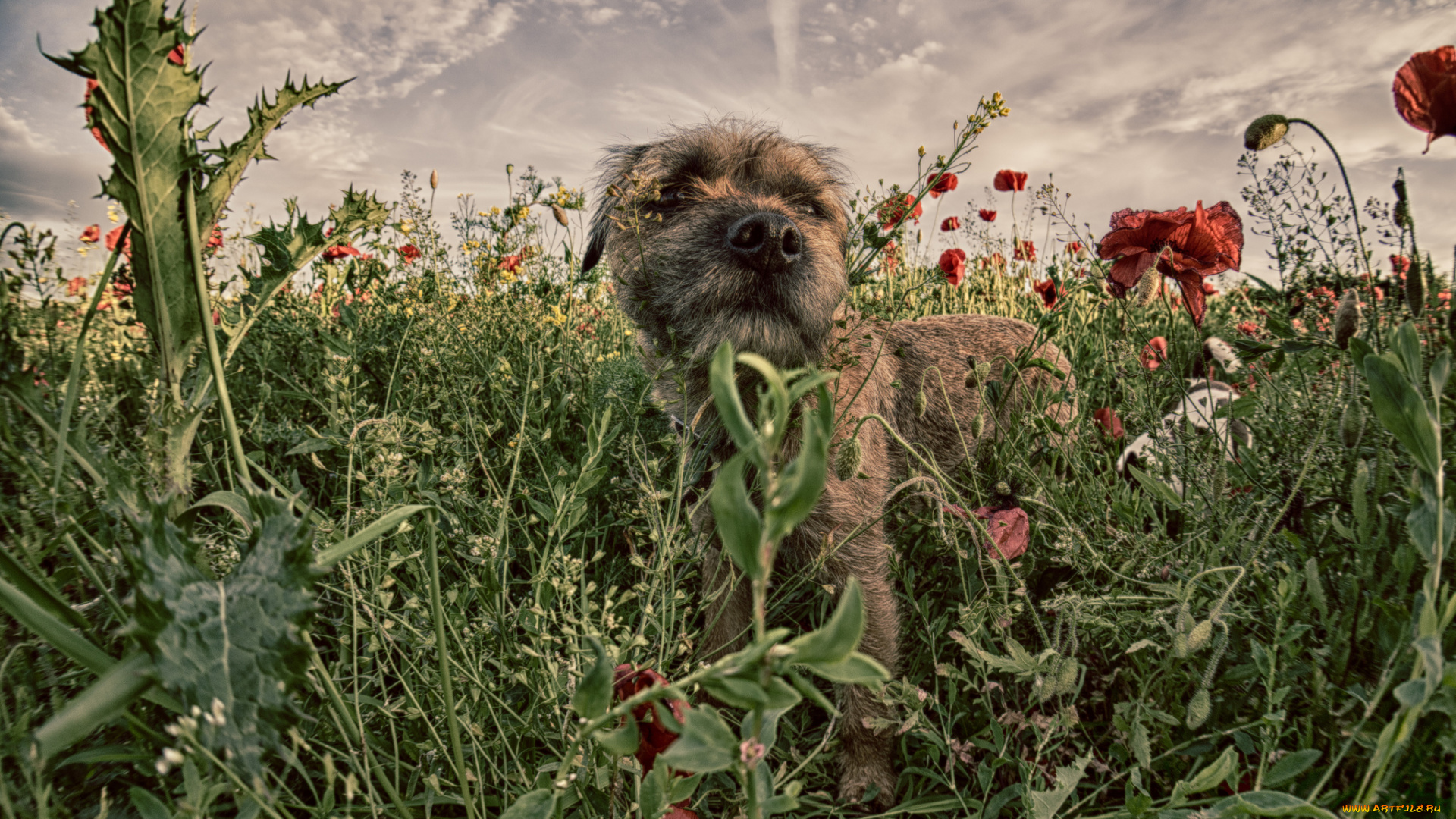 животные, собаки, собачка, луг