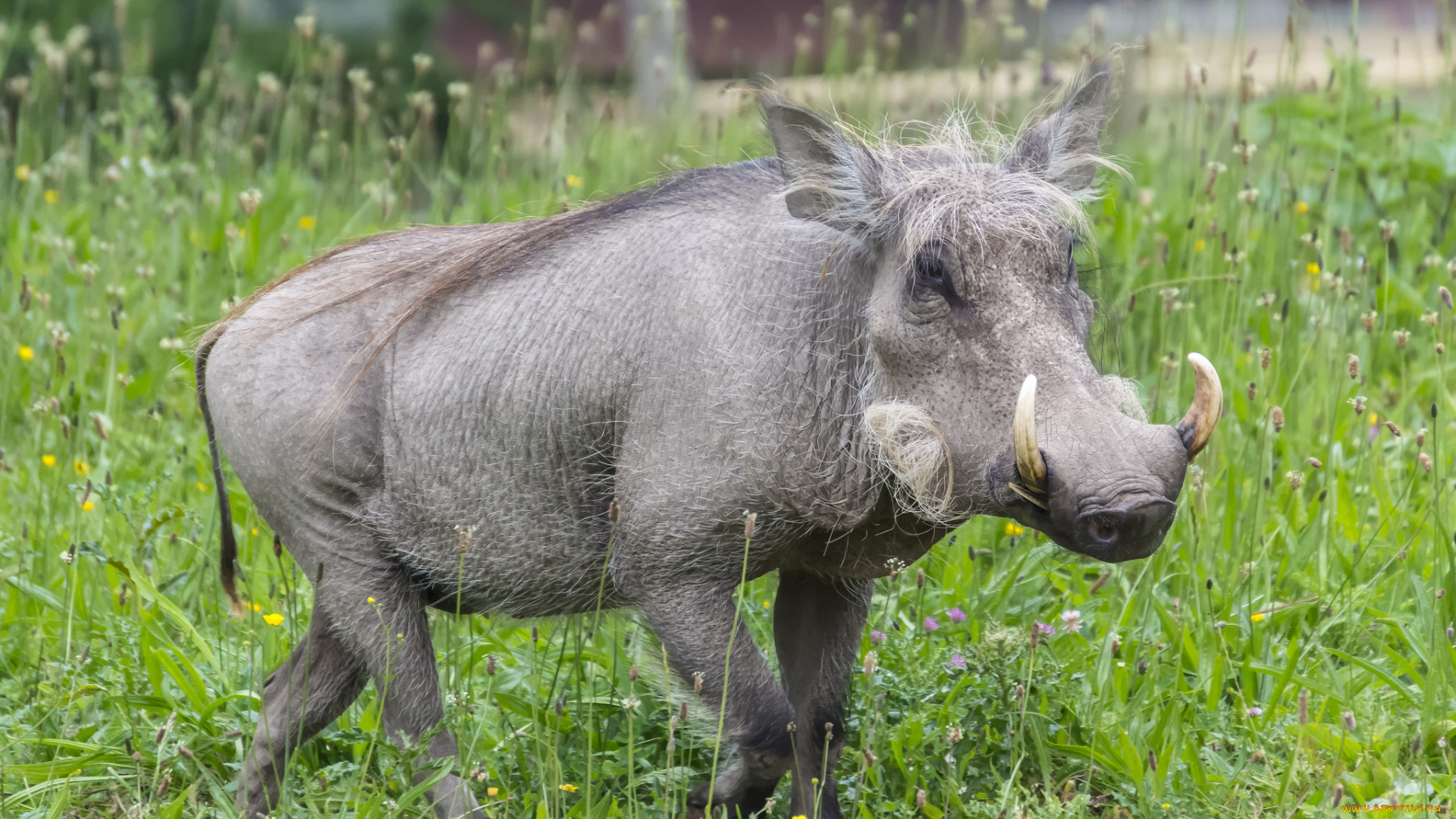 животные, свиньи, , кабаны, бородавочник