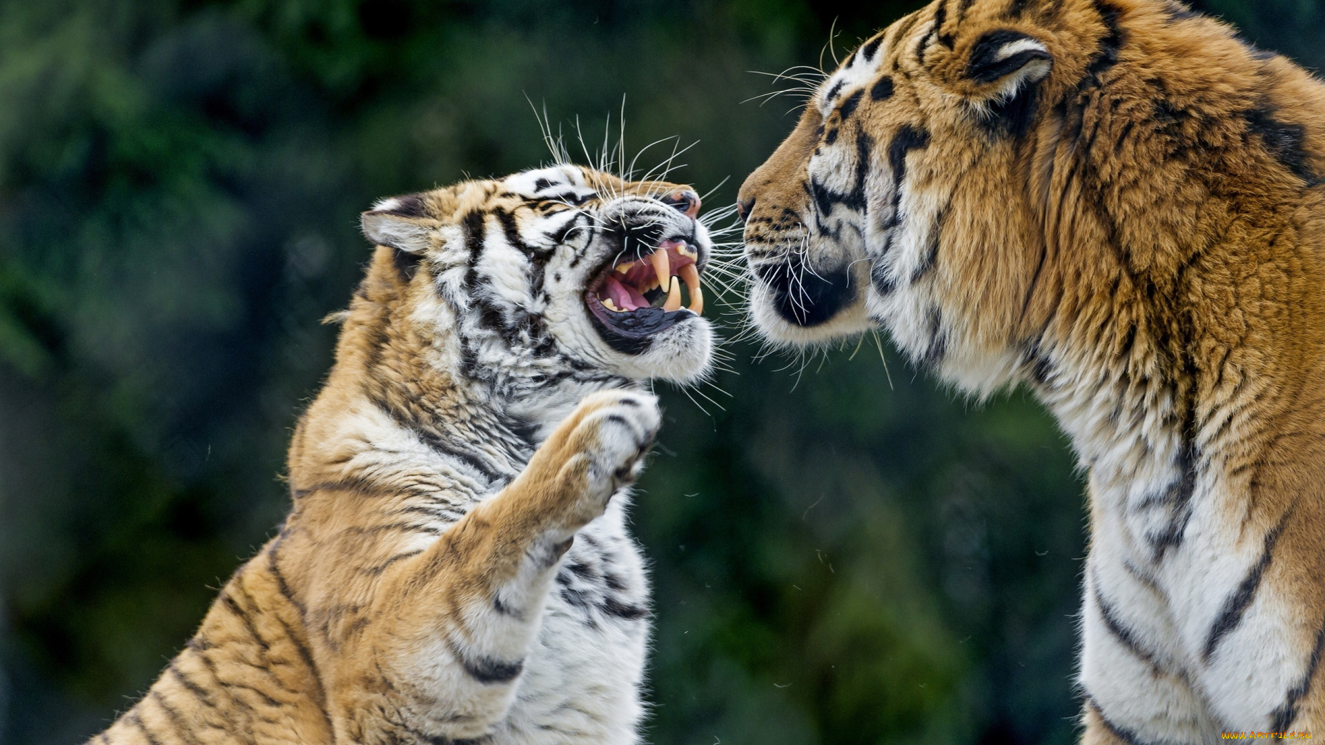 животные, тигры, морда, оскал, ссора, пара, сердитый, лапа, клыки