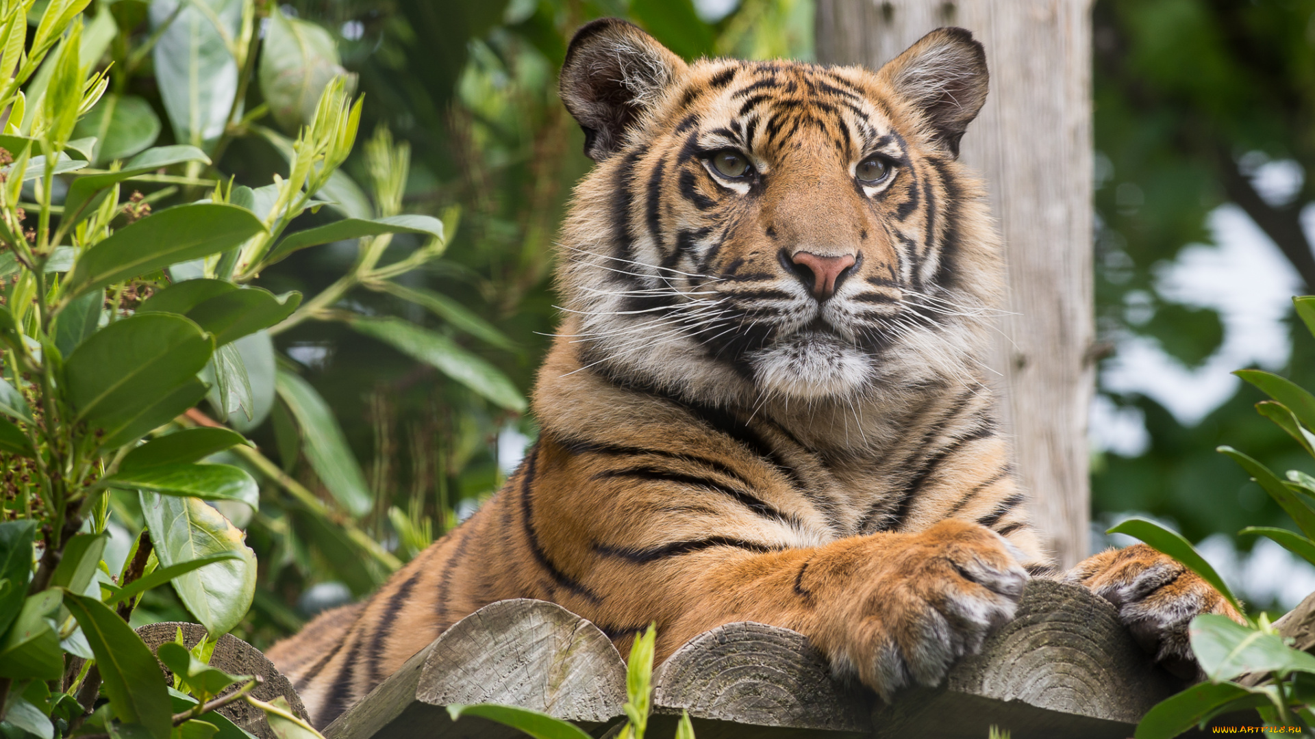 животные, тигры, тигр, помост