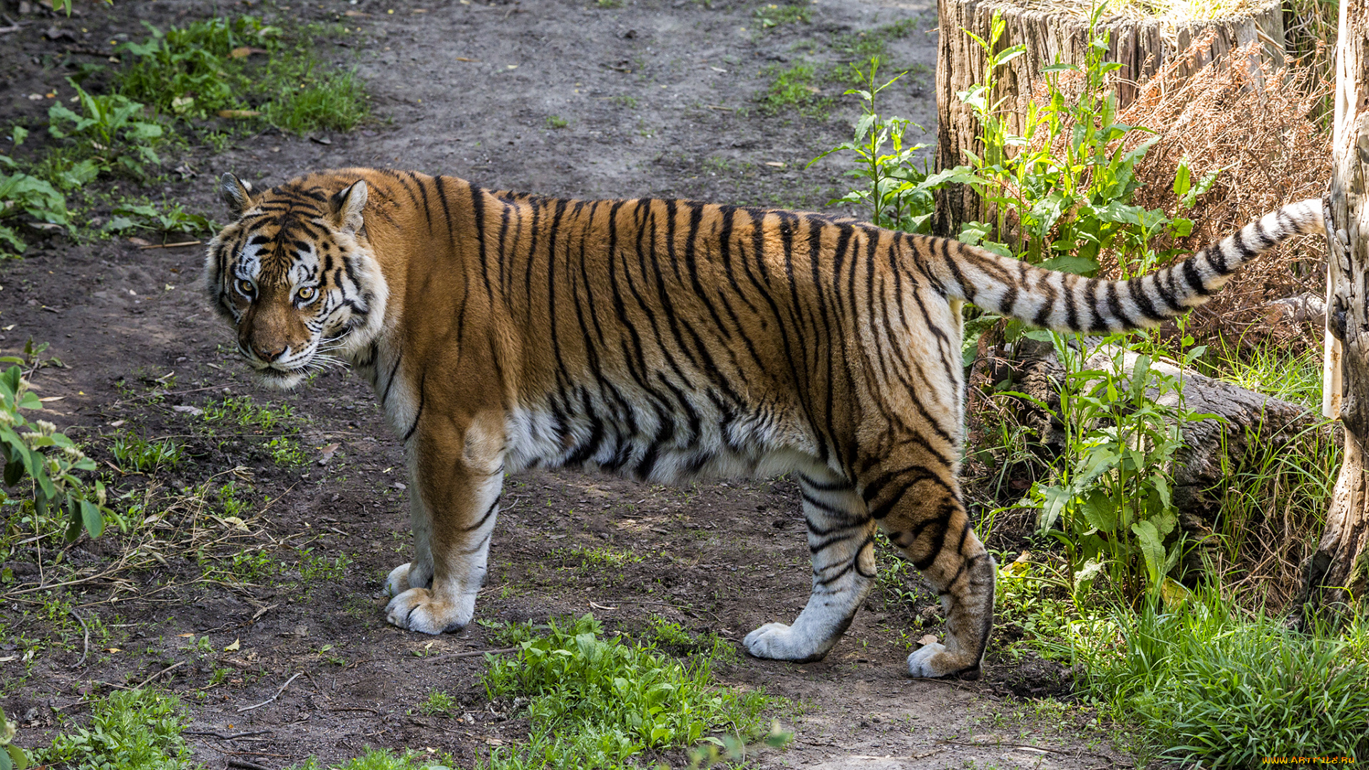 животные, тигры, тигр, тропа