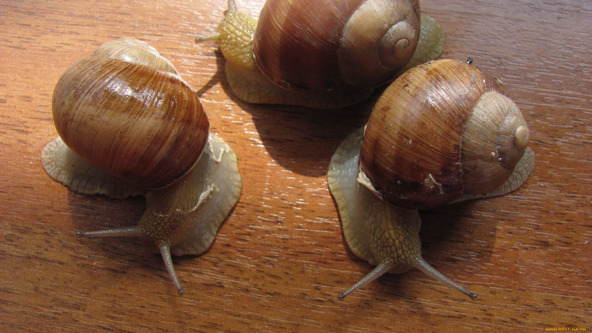 животные, улитки