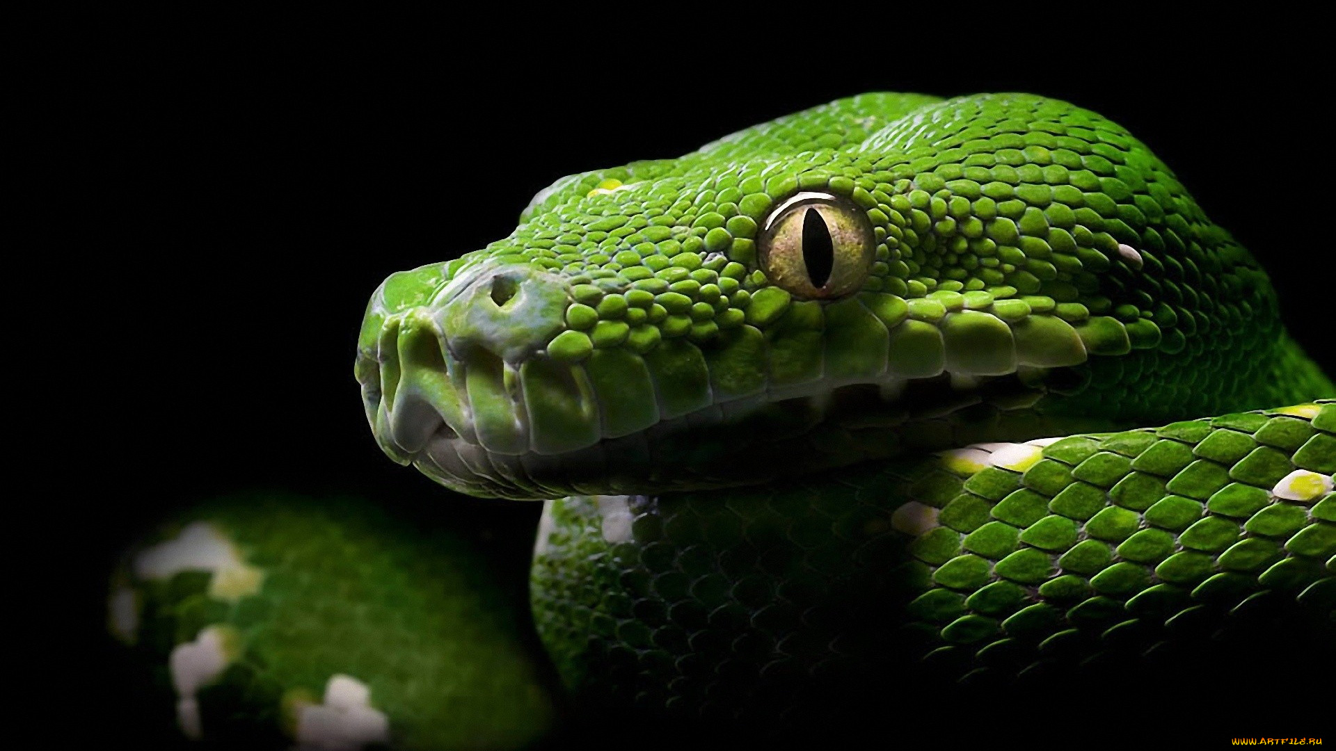 животные, змеи, , питоны, , кобры, глаза, голова, питон