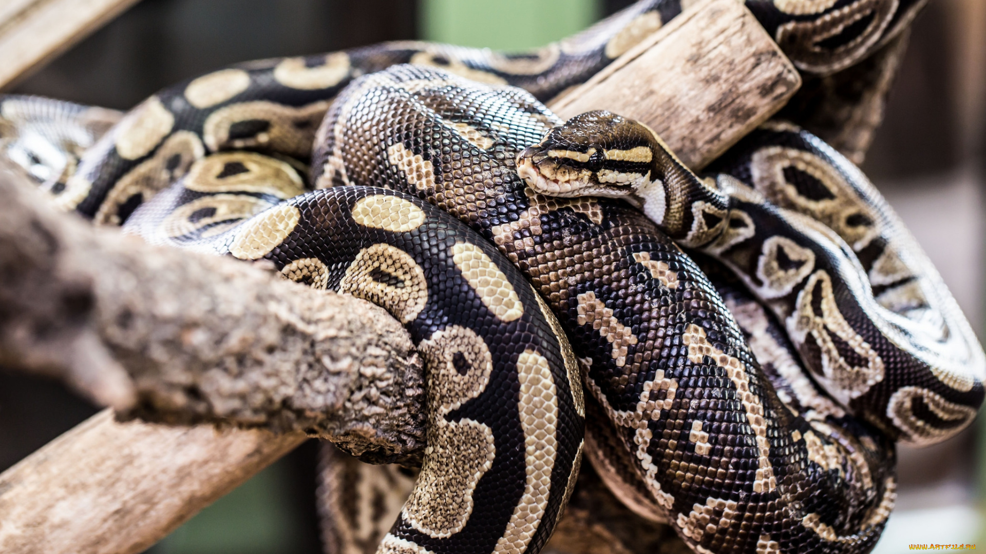 животные, змеи, , питоны, , кобры, питон, сук